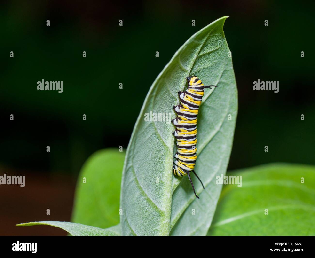 A monarch caterpillar is crawling on a milkweed leaf, showing his
