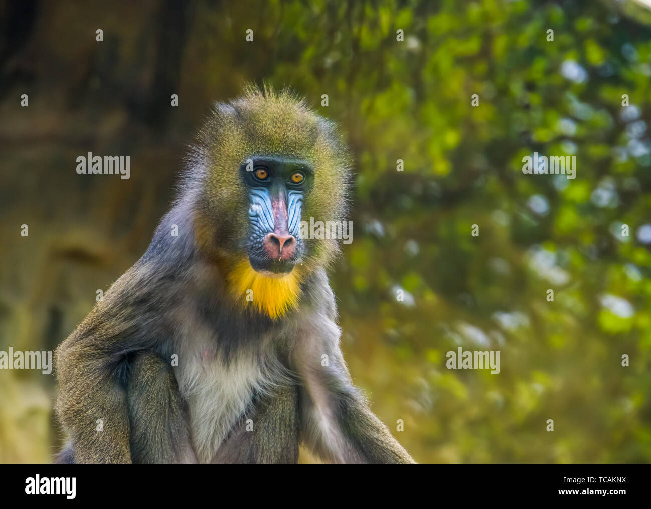 Closeup Portrait Of A Mandrill Monkey Vulnerable Animal Specie Tropical Primate From Cameroon Africa Stock Photo Alamy