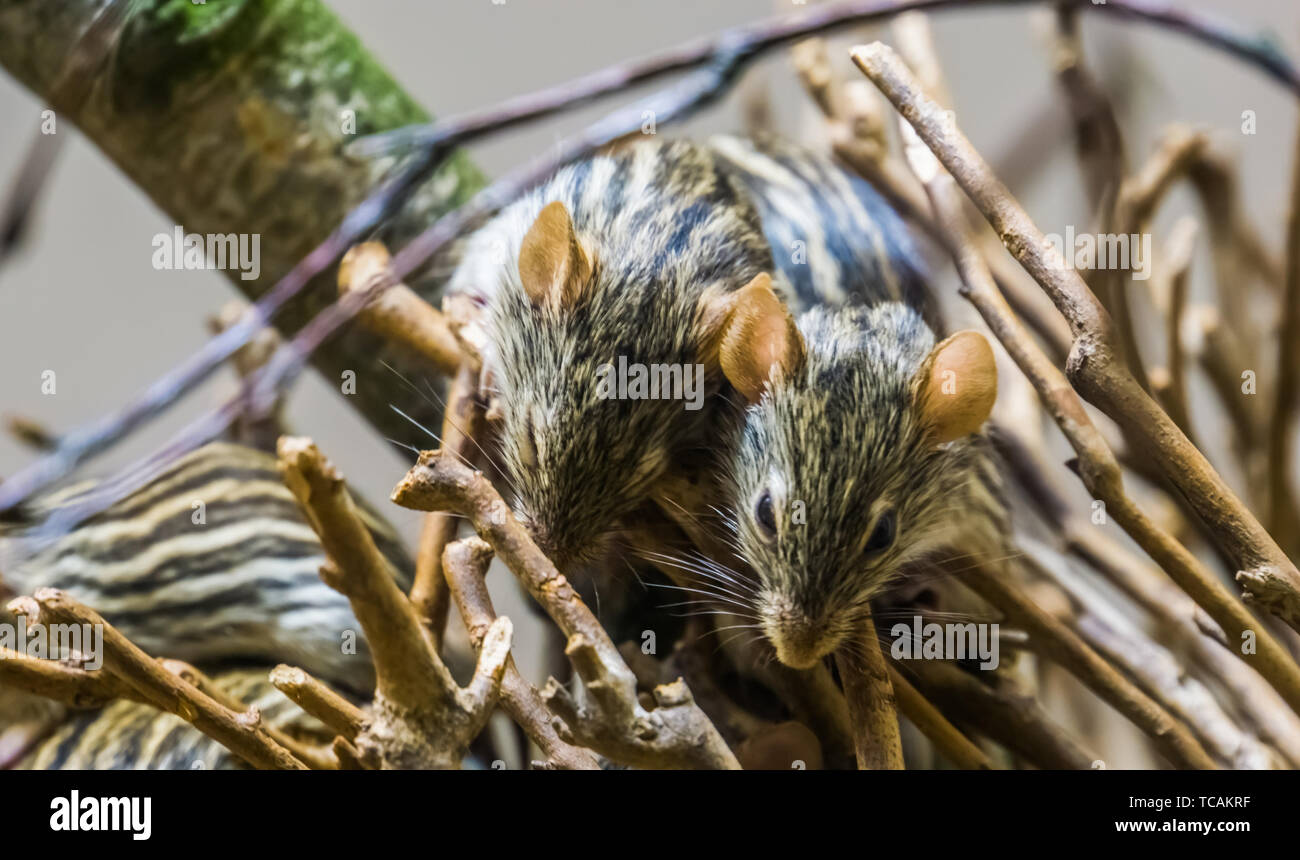 two barbary striped grass mice together, popular pets from Africa, well known tropical rodent specie Stock Photo