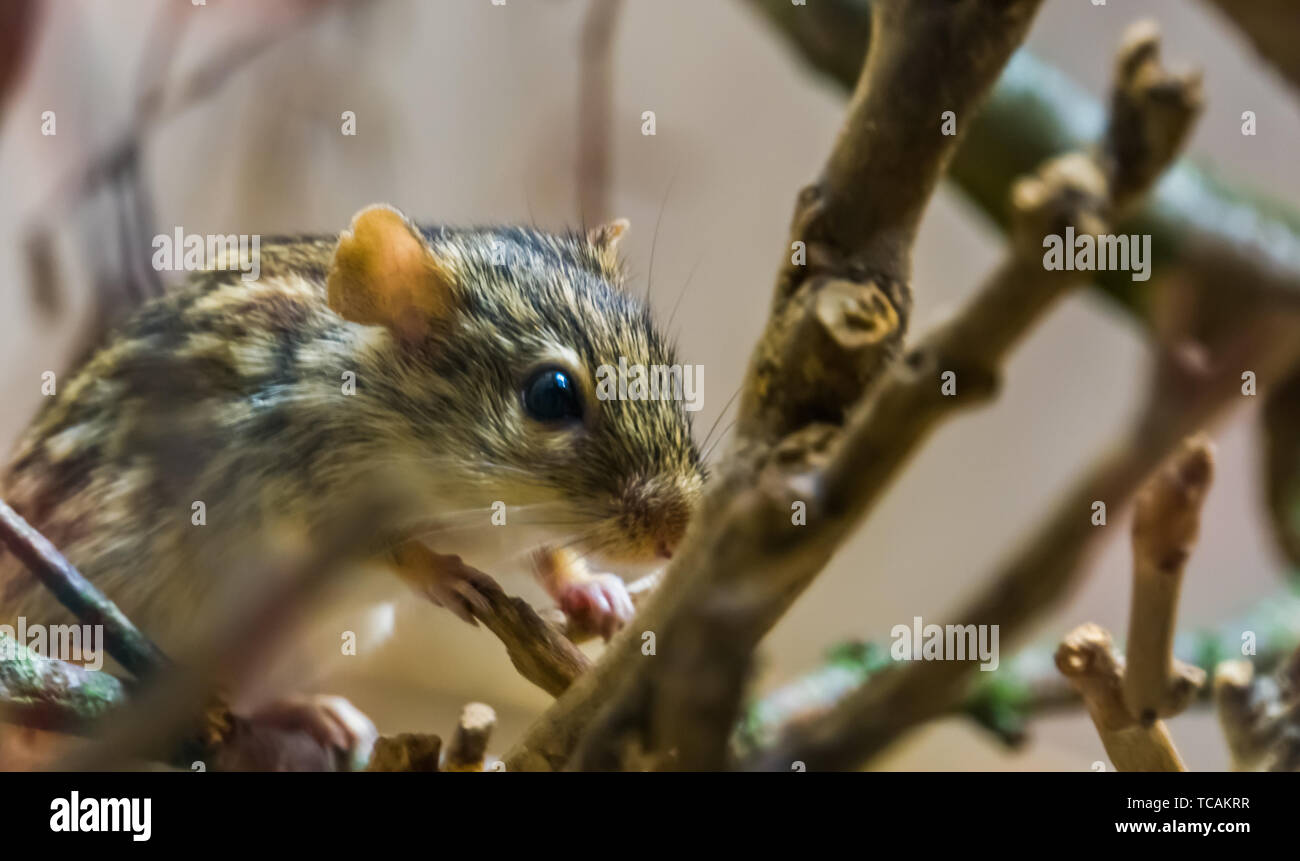 closeup of a barbary striped grass mouse, tropical rodent from Africa, popular pet Stock Photo