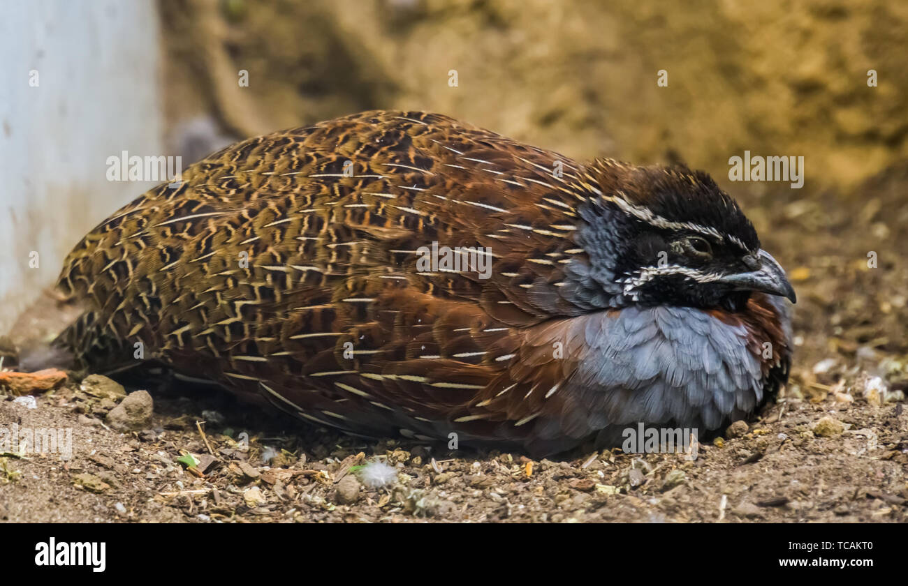 closeup of adult male madagascan partridge, small pheasant from the moist forests of madagascar Stock Photo