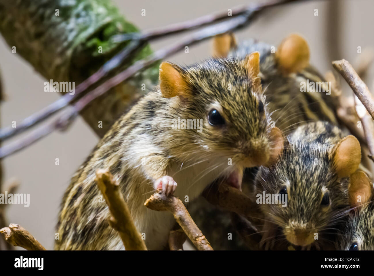 closeup of a nest of barbary striped grass mouse, popular rodents from Africa Stock Photo