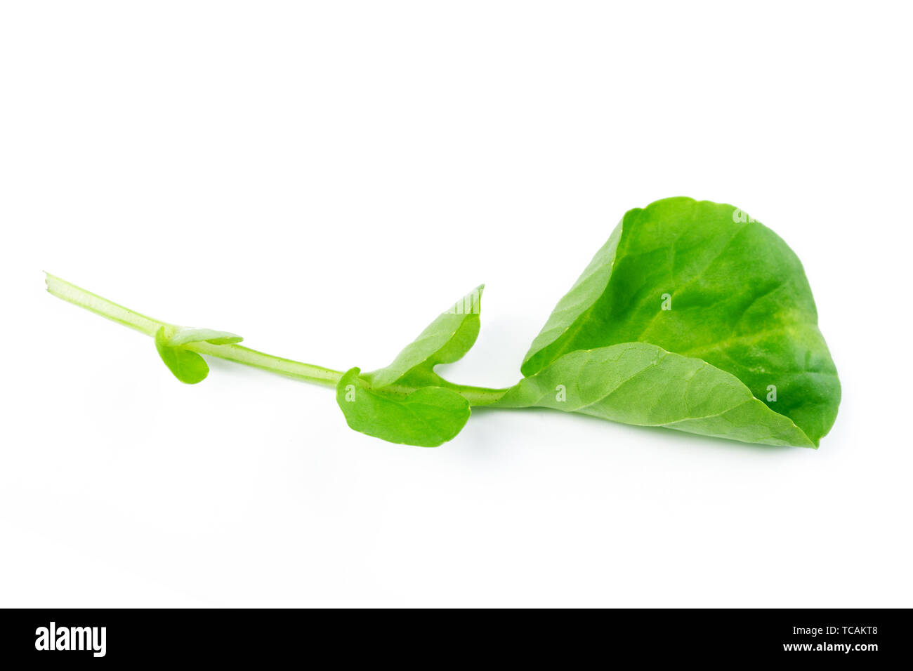 Spinach isolated on white background Stock Photo - Alamy