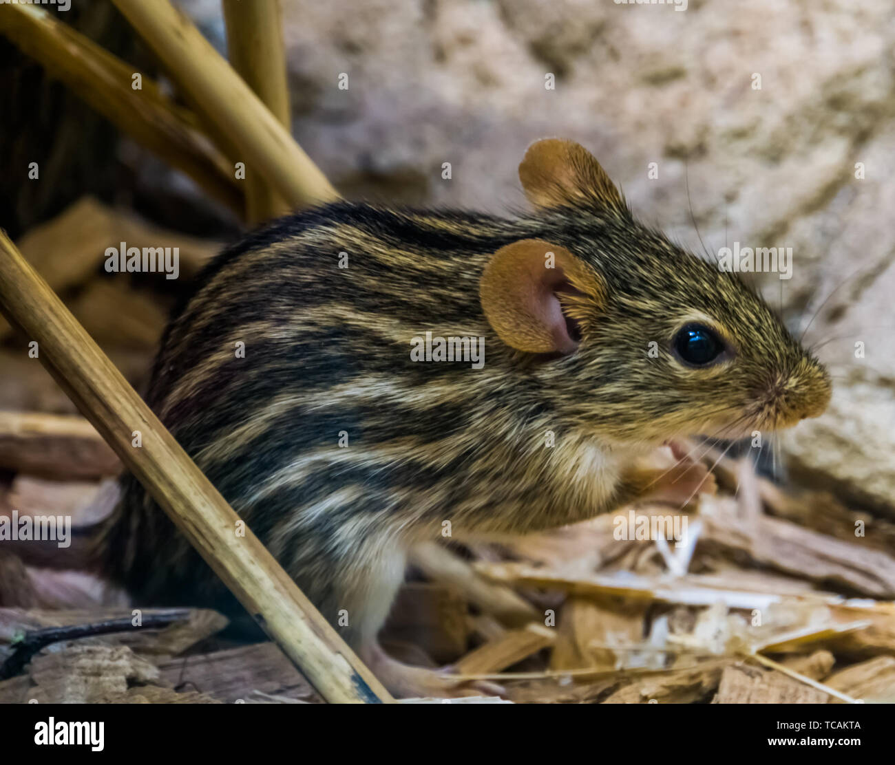closeup portrait of a barbary striped grass mouse, popular tropical rodent from Africa, small cute pets Stock Photo