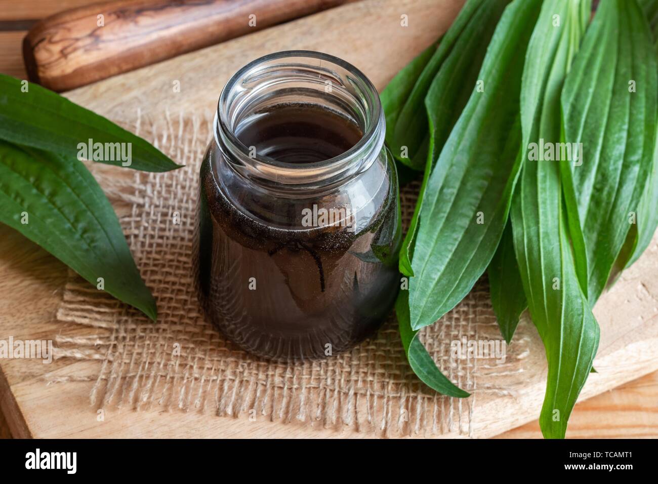 Homemade ribwort plantain syrup against cough with fresh plant. Stock Photo