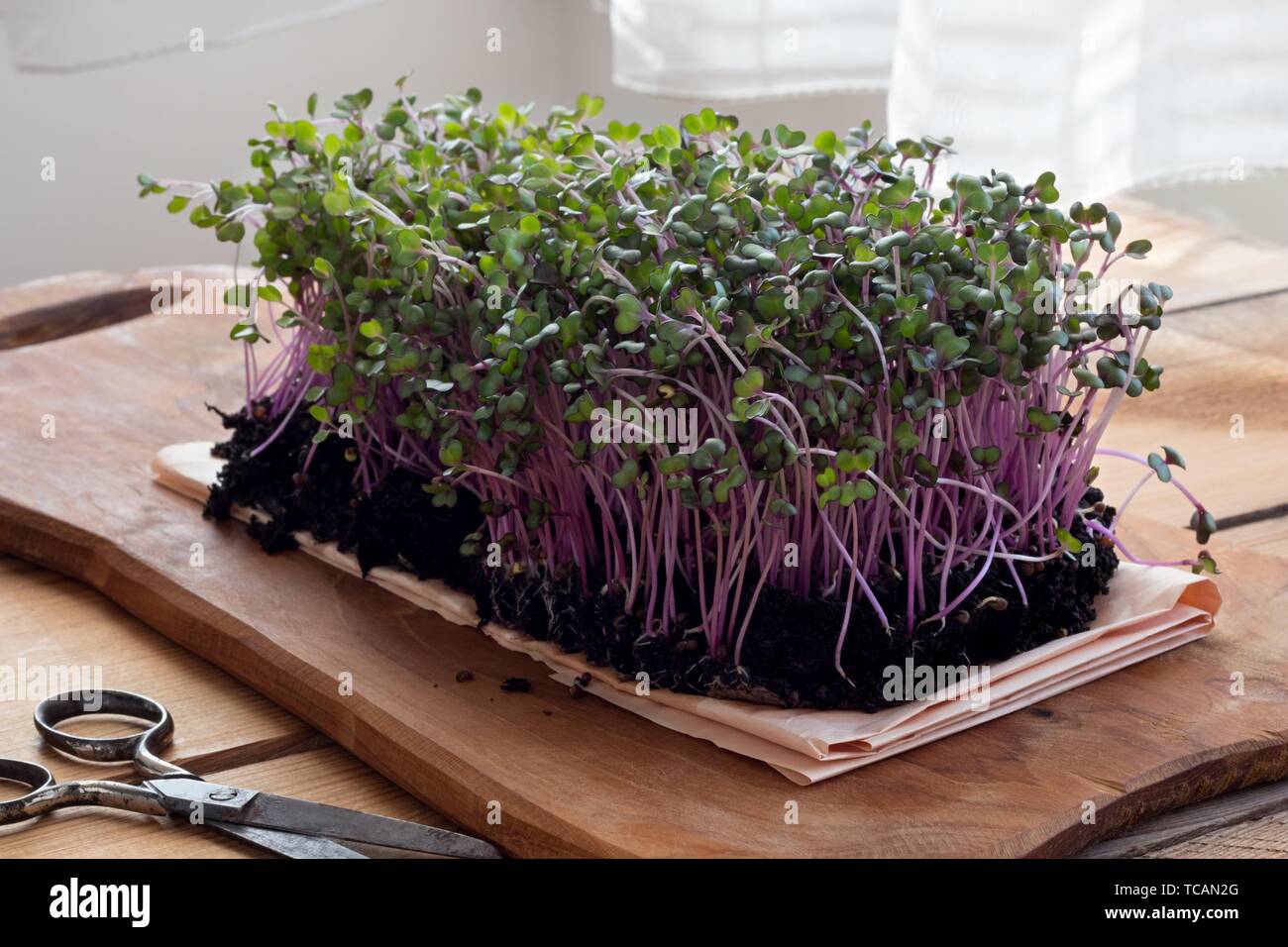 Red cabbage microgreens on a wooden table. Stock Photo