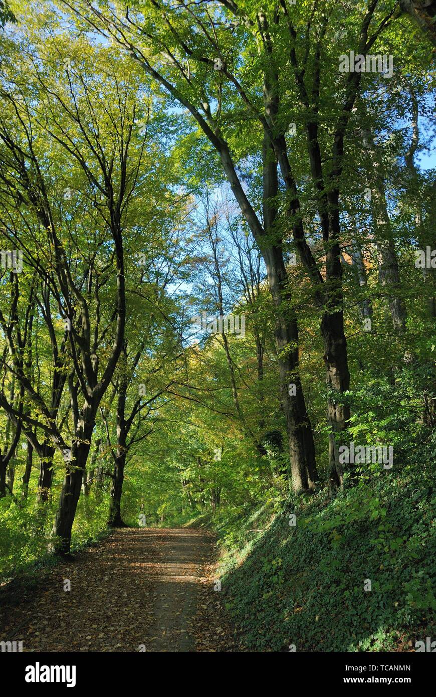 Tree in autumn colors in France Stock Photo Alamy