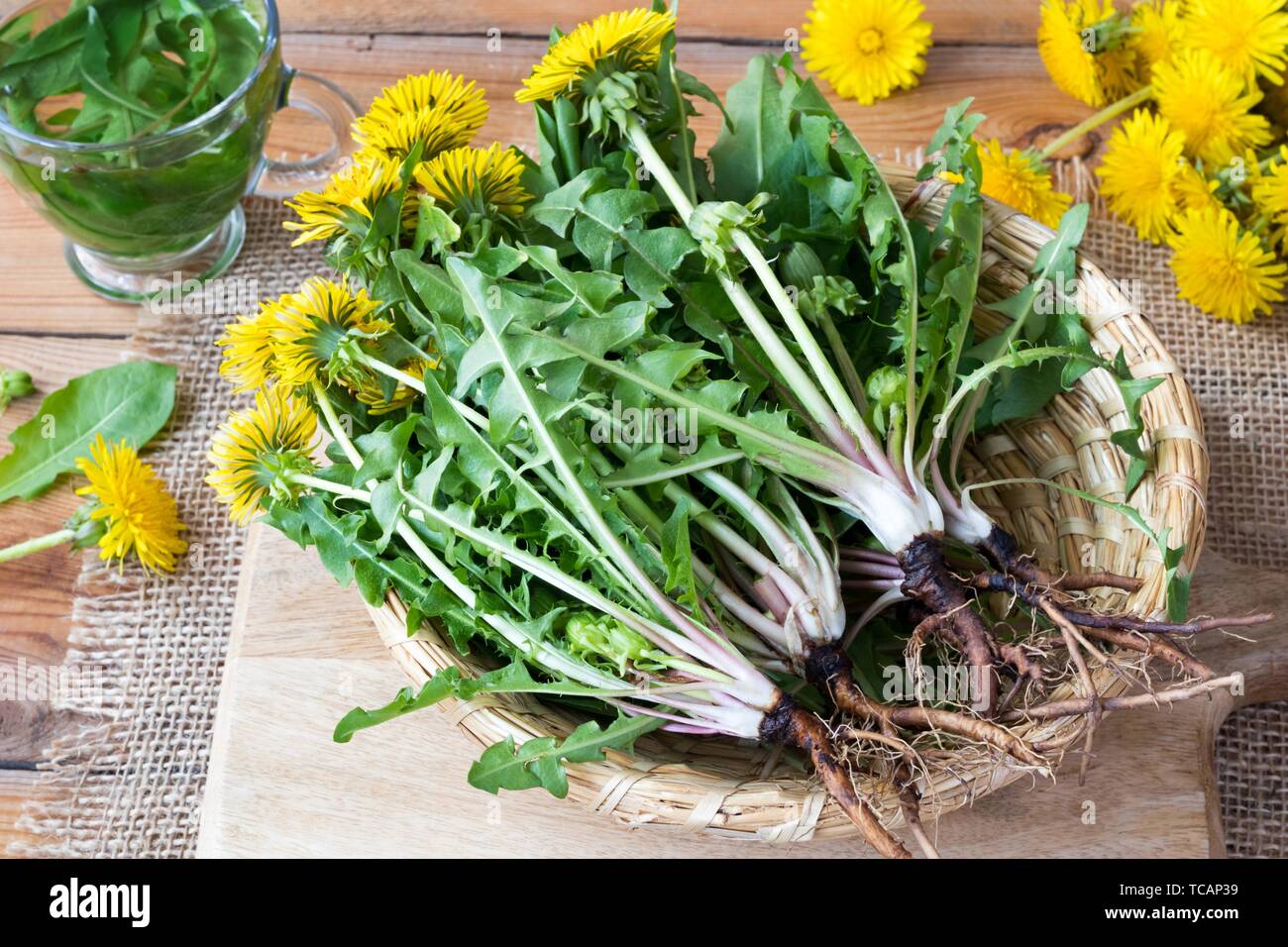 Whole dandelion plants with roots in a wicker basket. Stock Photo