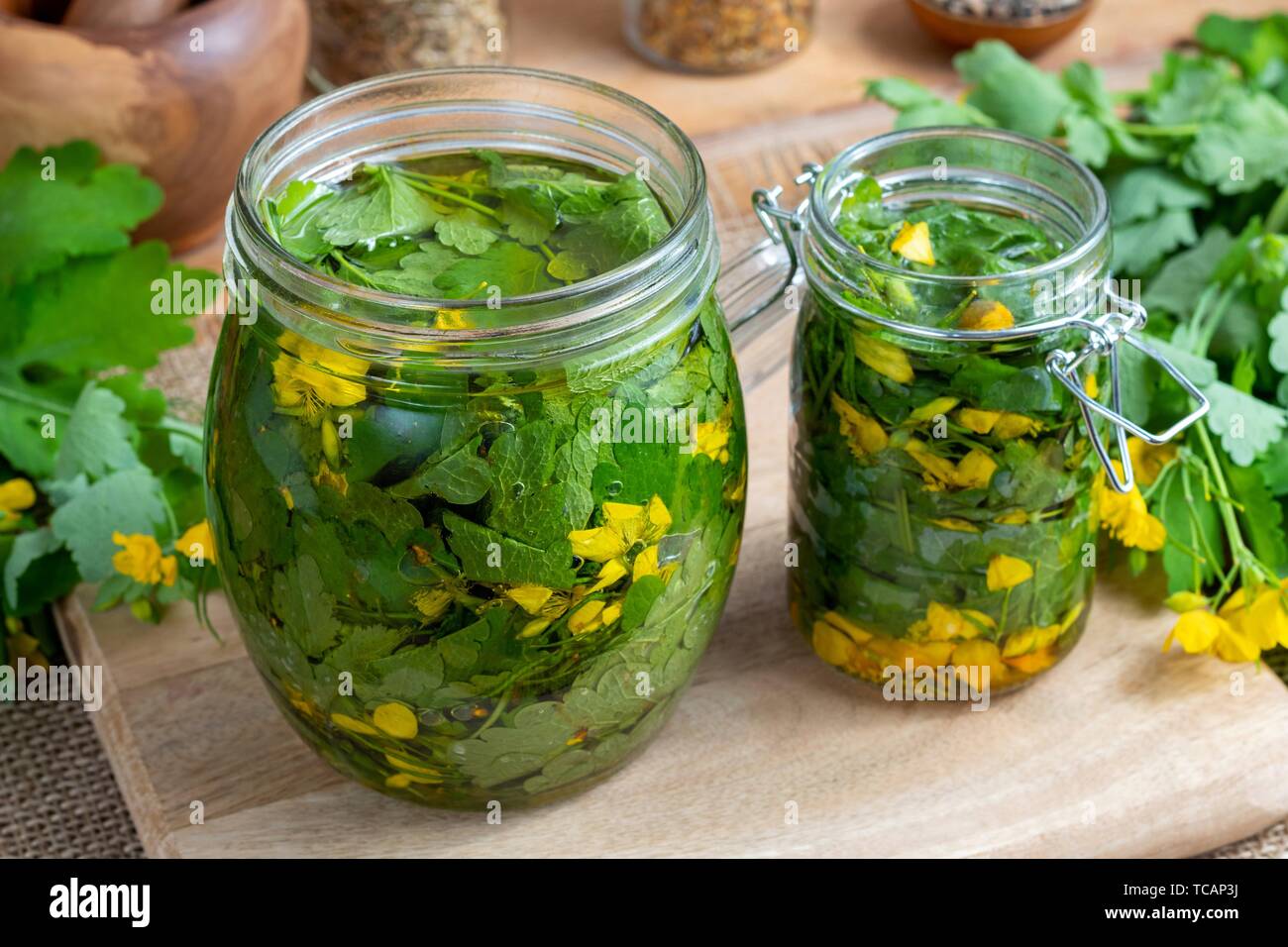 Preparation of greater celandine alcohol tincture and infused oil. Stock Photo