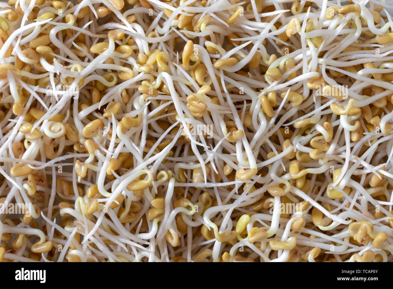 Closeup of sprouted fenugreek seeds Stock Photo Alamy