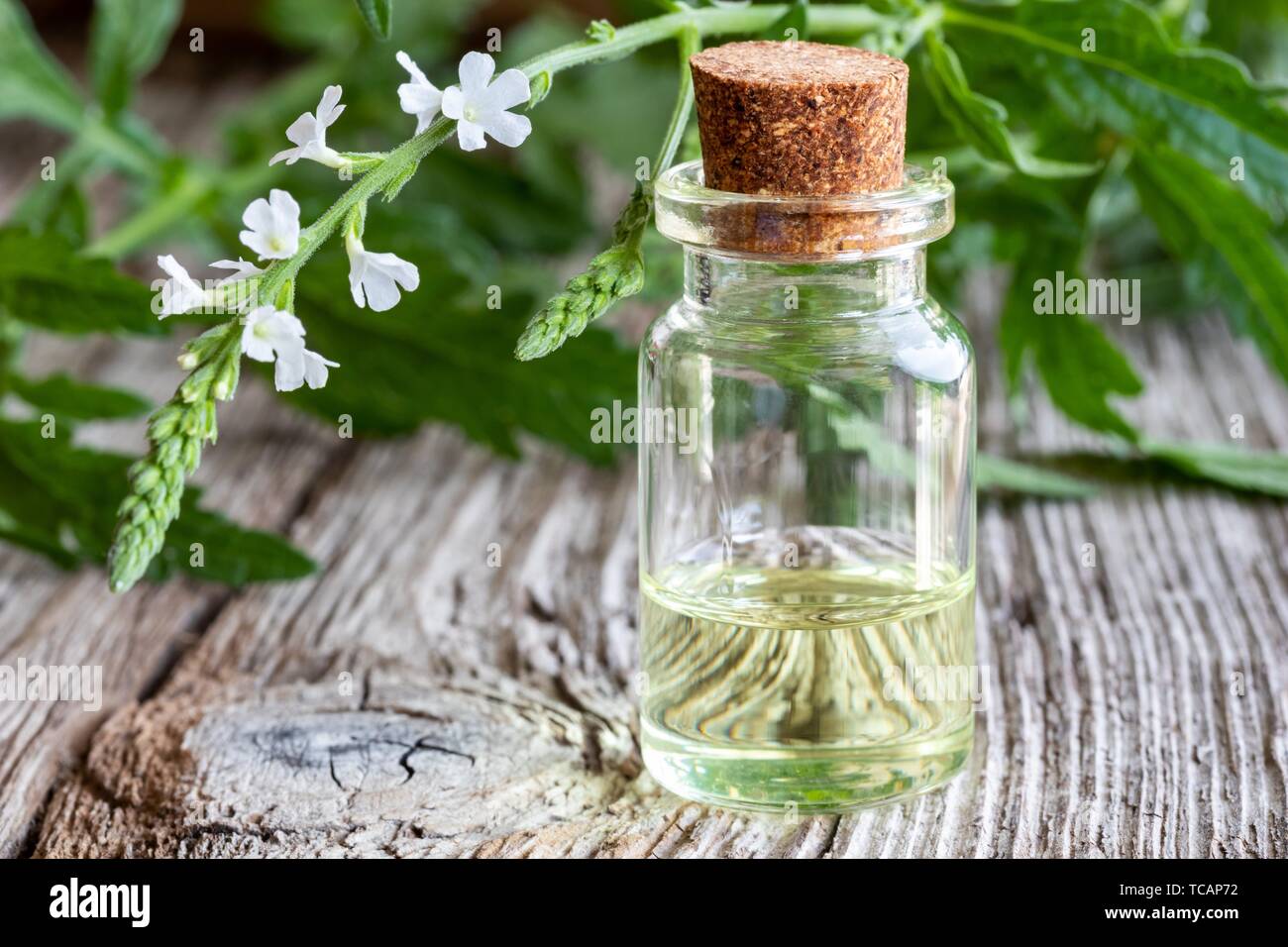 A bottle of common vervain essential oil with fresh blooming verbena