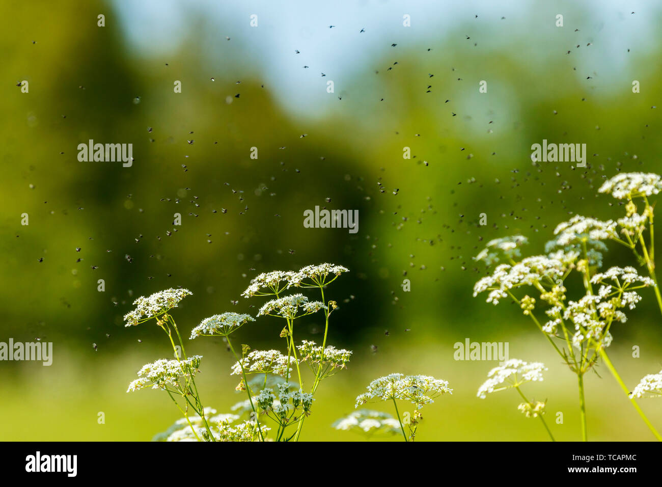Cow Parsley flowers with flies swarming on a meadow Stock Photo Alamy