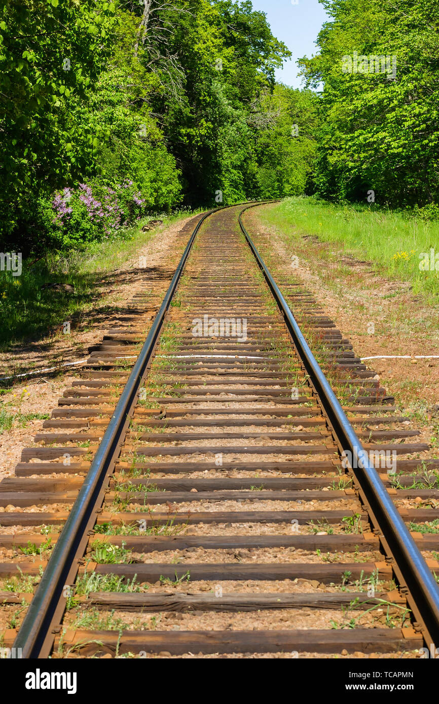 Railway tracks in a forest Stock Photo