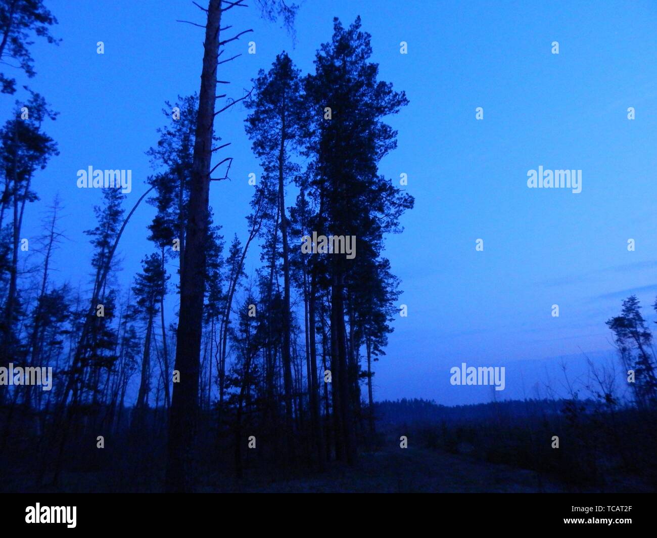 Night forest paths and forestry. Stock Photo