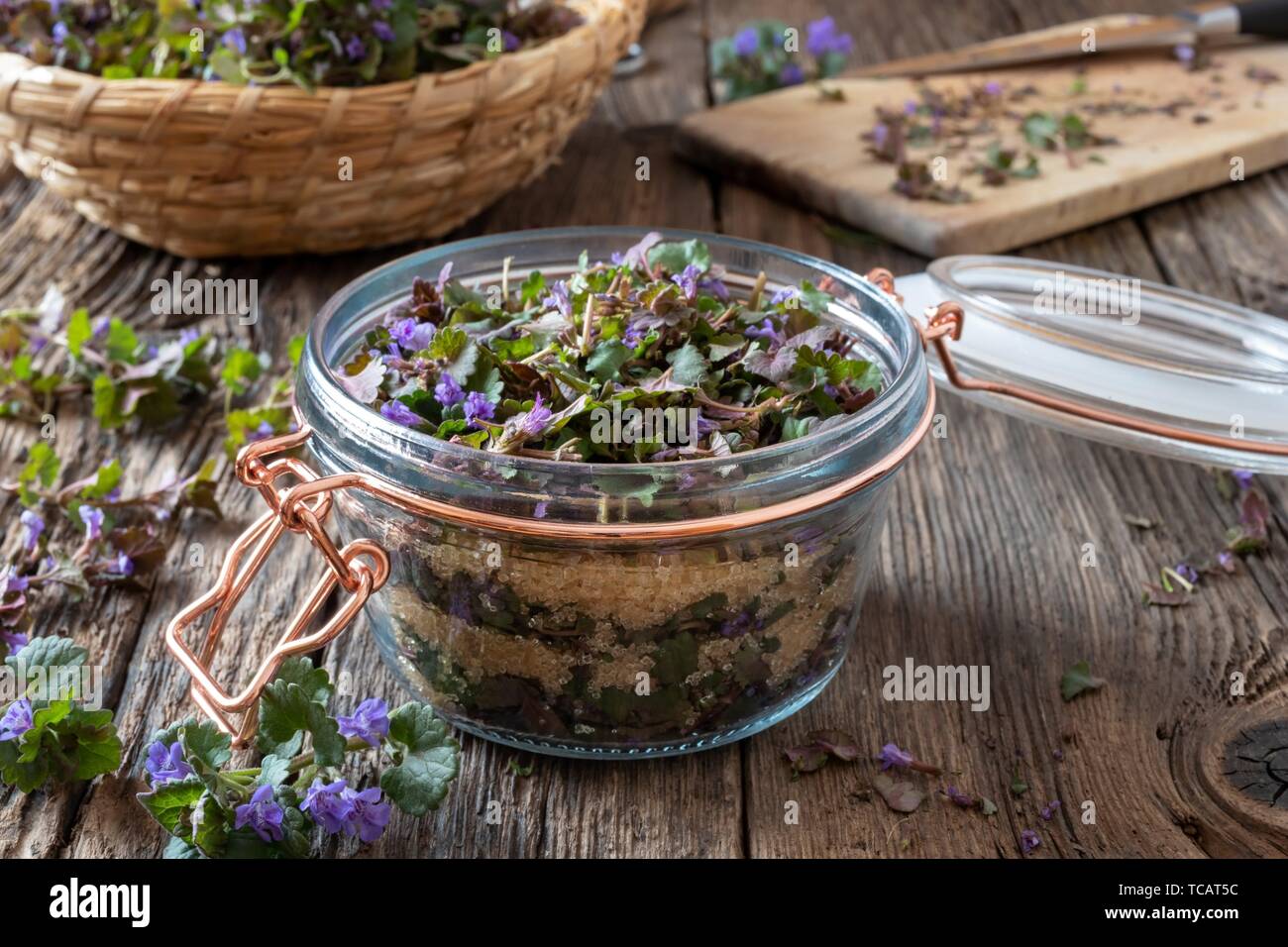 Preparation of groundivy herbal syrup against cough in a jar Stock