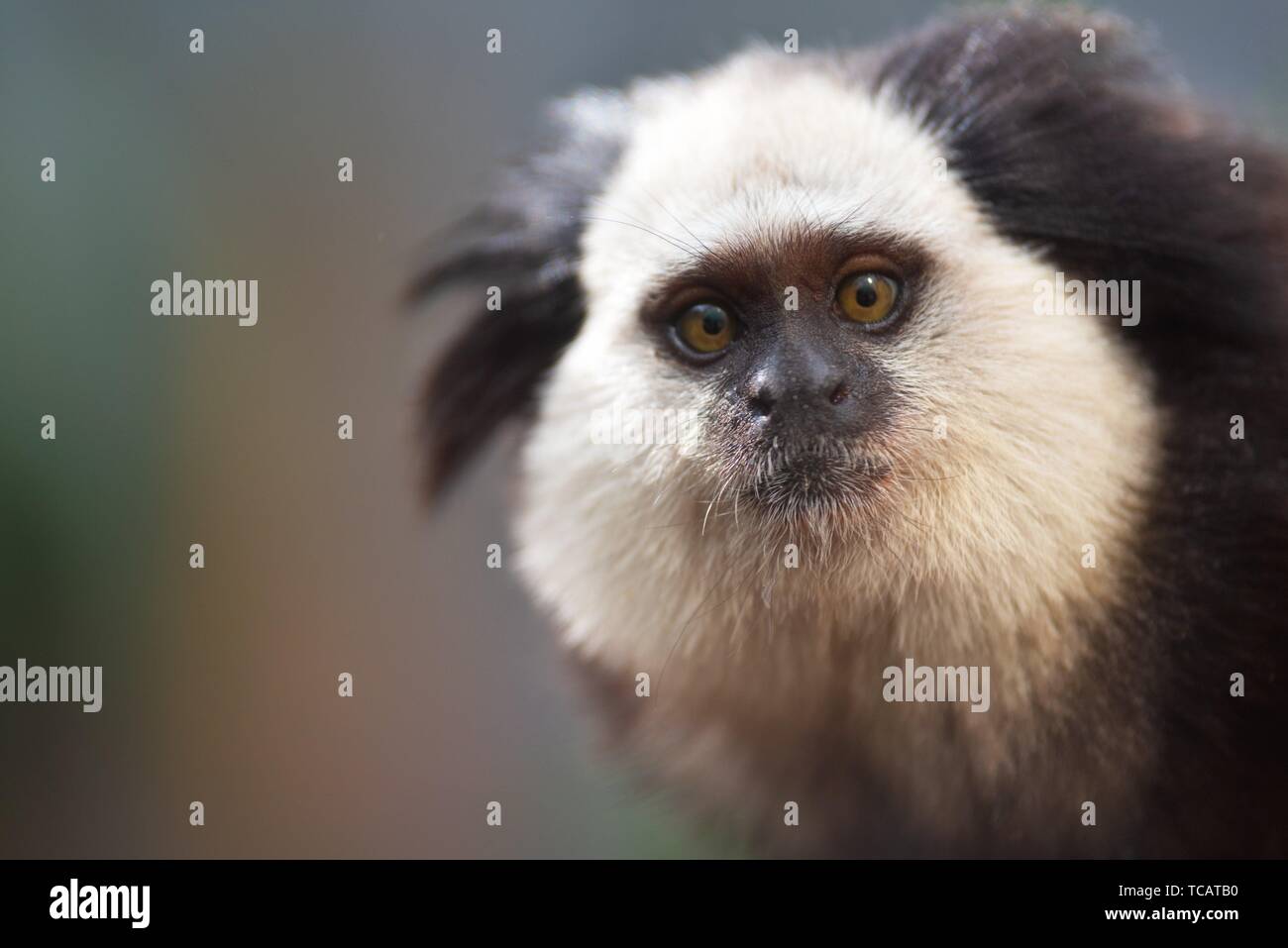 Macaco sagui hi-res stock photography and images - Alamy