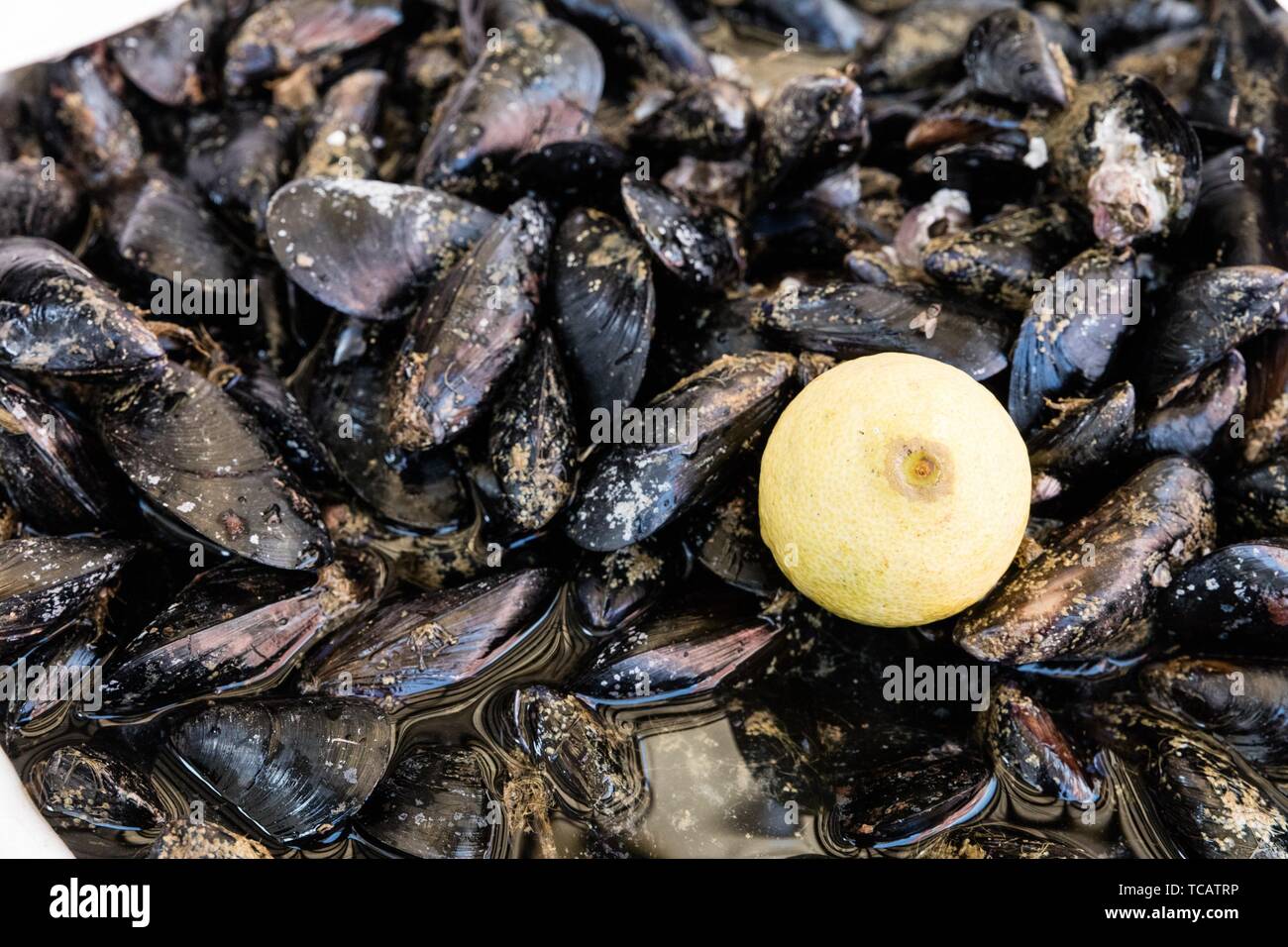 Mussels exposed in open fish market in Napoli Stock Photo Alamy