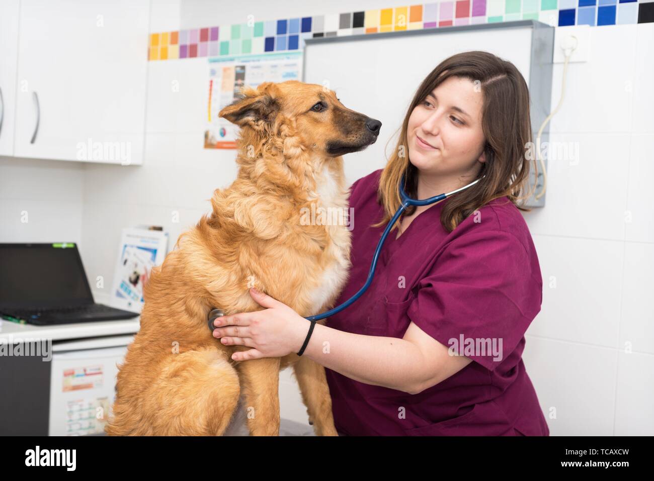 How Do You Use A Stethoscope For A Dog