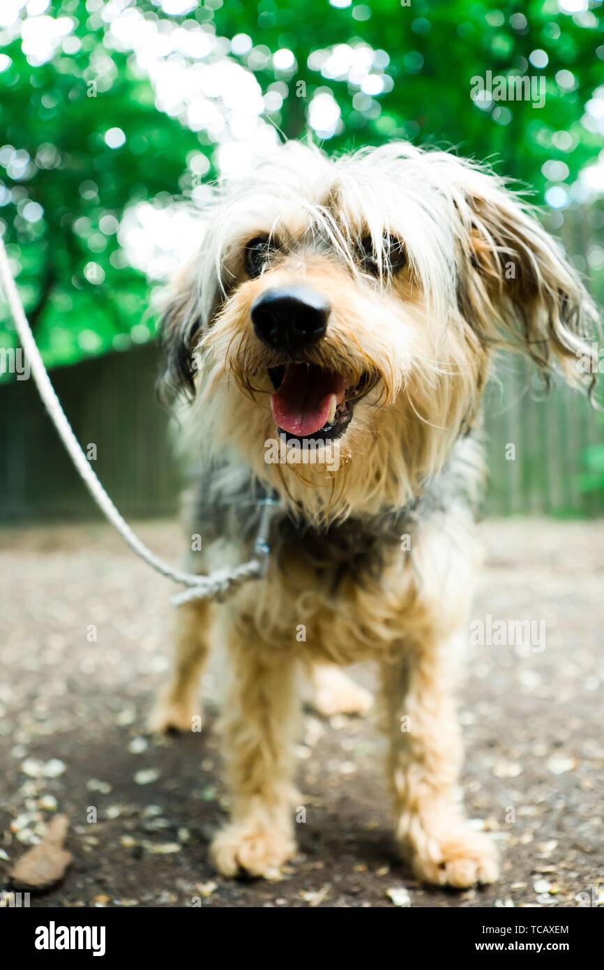 petstock id tags