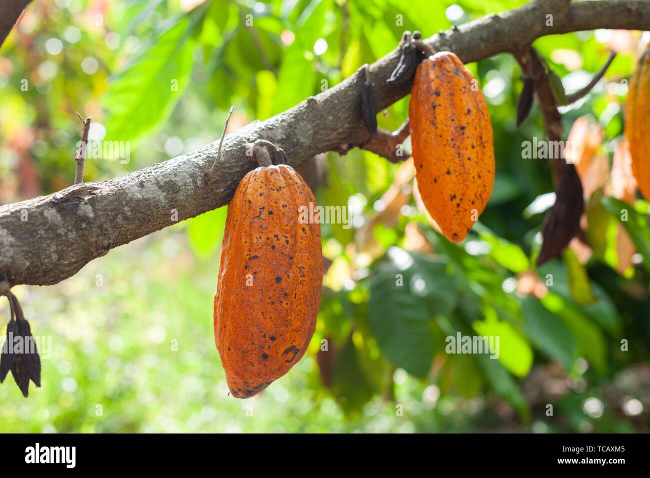Trinitario cocoa (Theobroma cacao) pods on Sumatra, Indonesia. Stock Photo