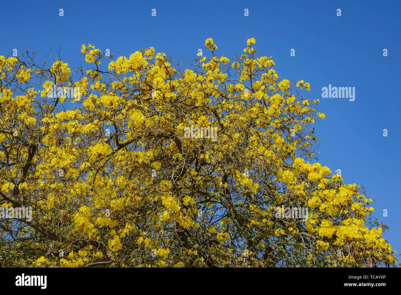 The beautiful yellow Handroanthus chrysotrichus blossom at Los Angeles, California Stock Photo