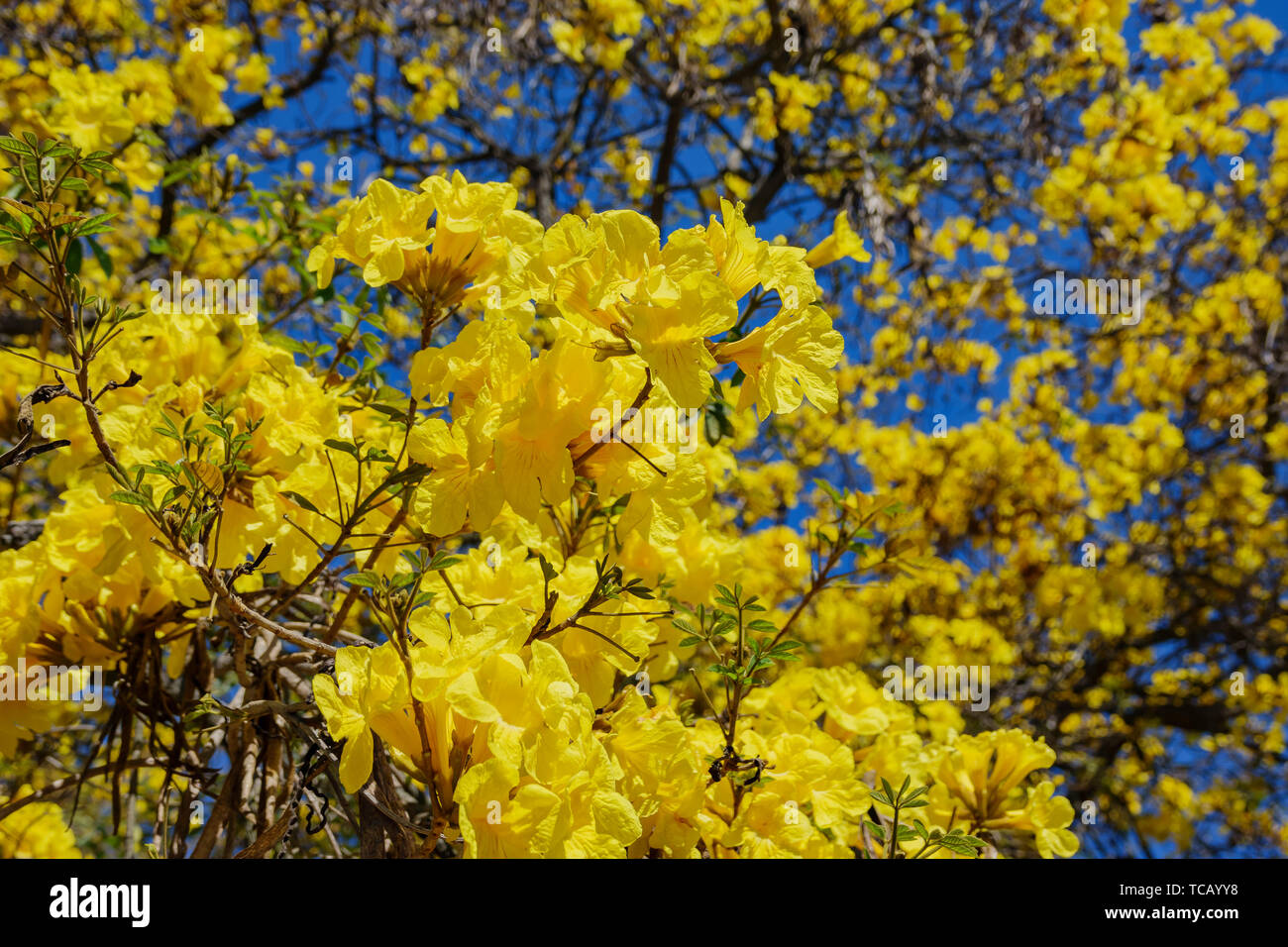 The beautiful yellow Handroanthus chrysotrichus blossom at Los Angeles, California Stock Photo