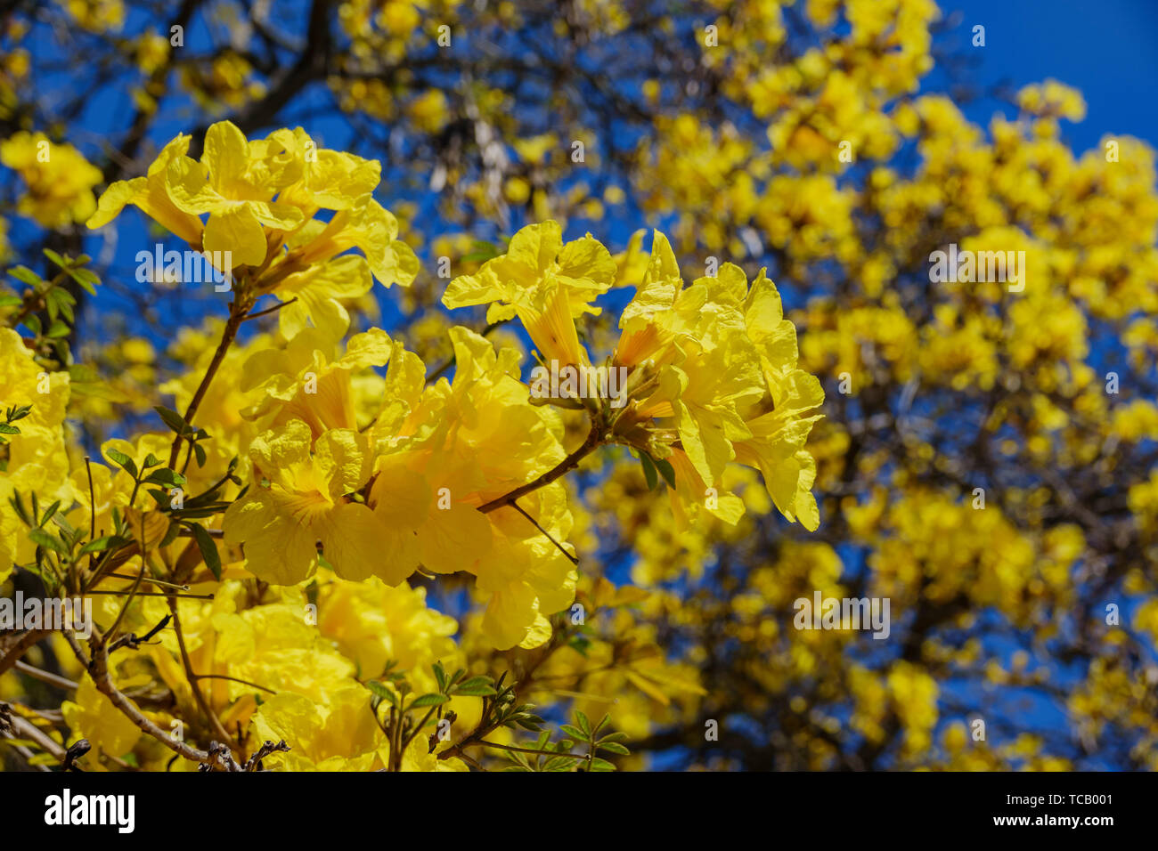 The beautiful yellow Handroanthus chrysotrichus blossom at Los Angeles, California Stock Photo