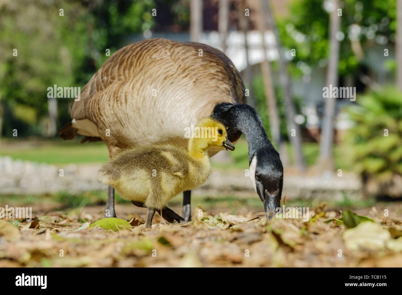 Canada Goose and it's baby walking around in a public park at Los Angeles  Stock Photo - Alamy