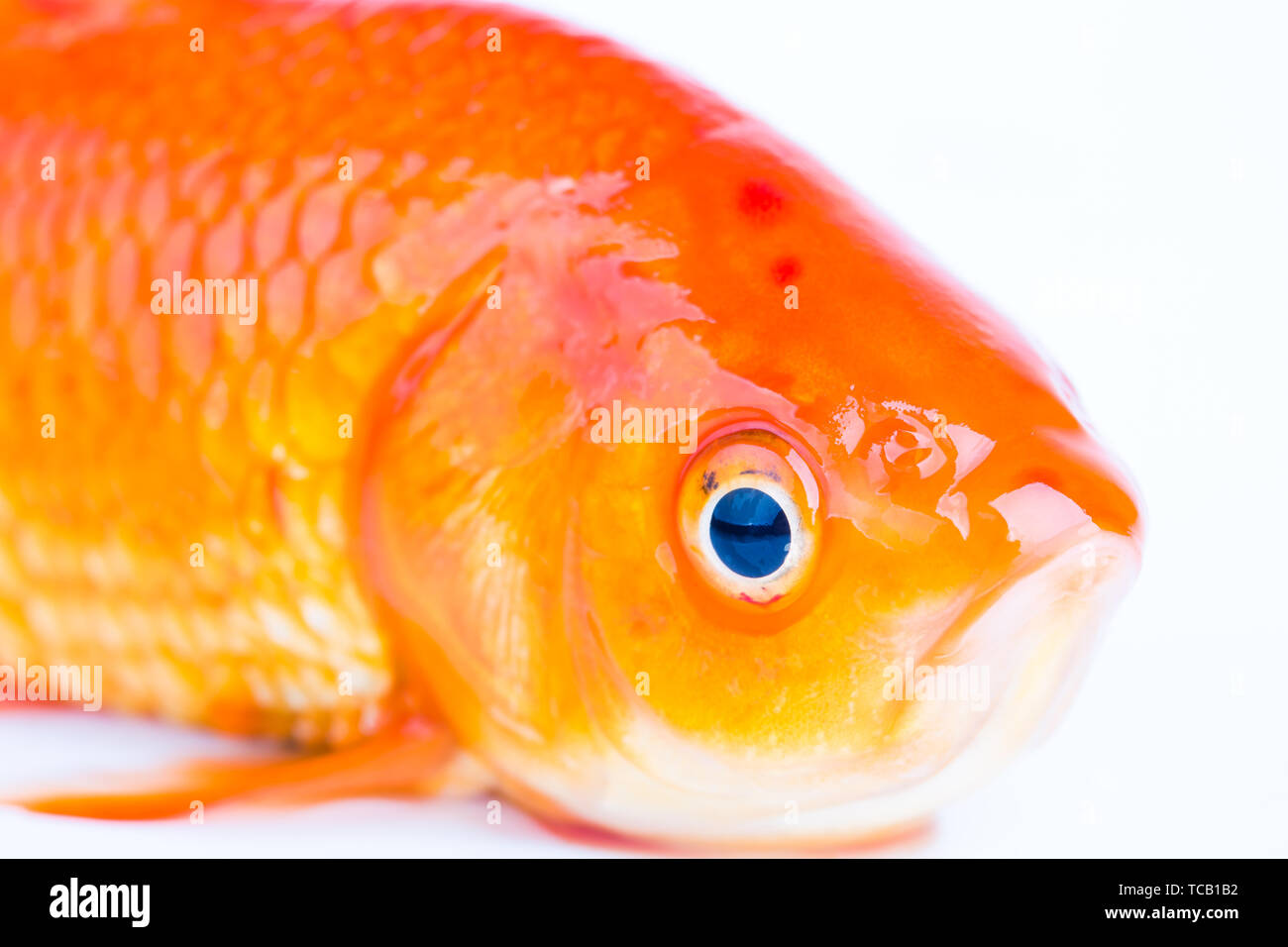 Goldfish eyes, closeup Stock Photo Alamy