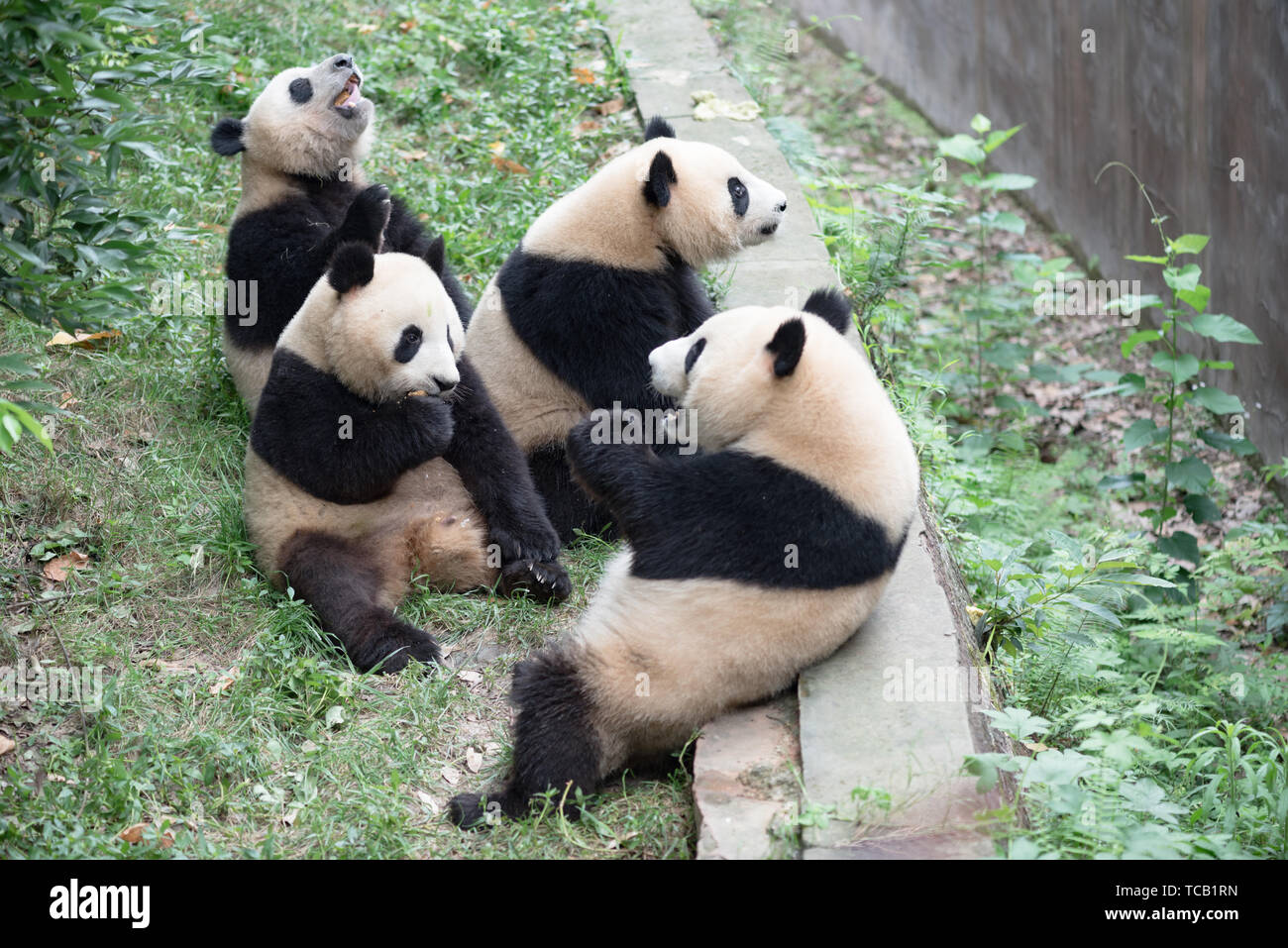 A group of pandas Stock Photo - Alamy