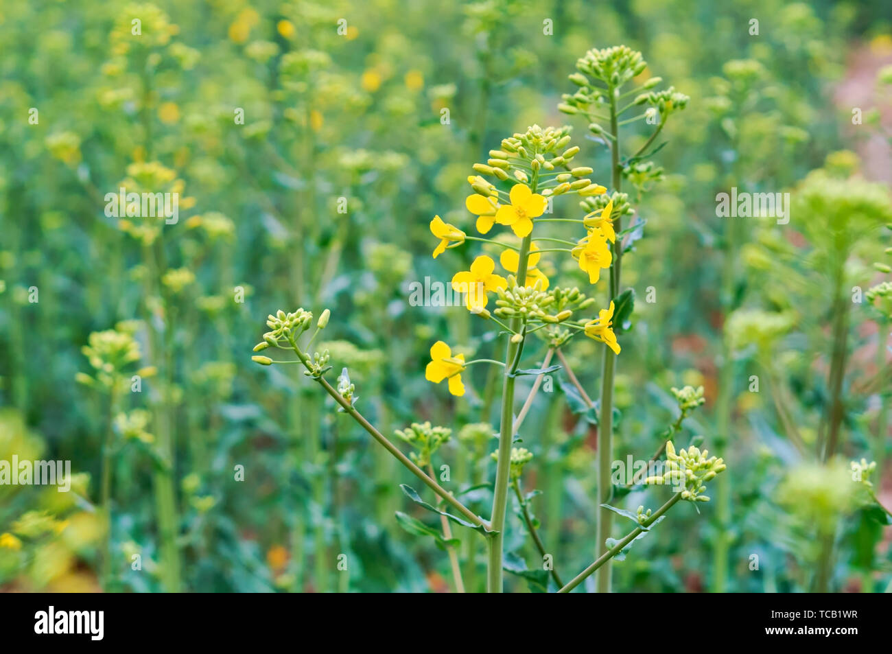 sowing crops of rapeseed, a flowering plant rape Stock Photo