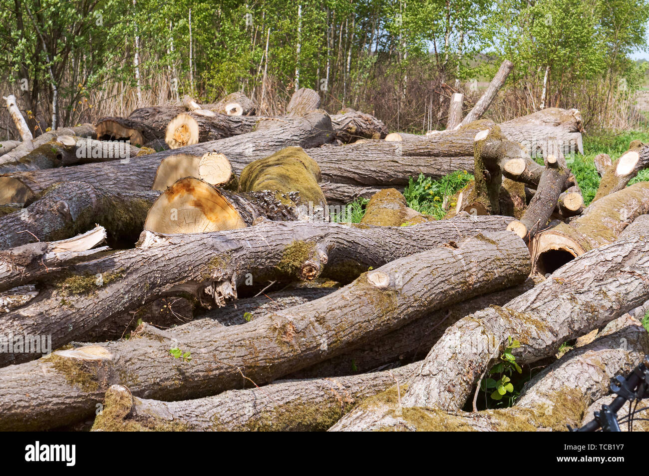 felled trees, trunks of felled trees Stock Photo