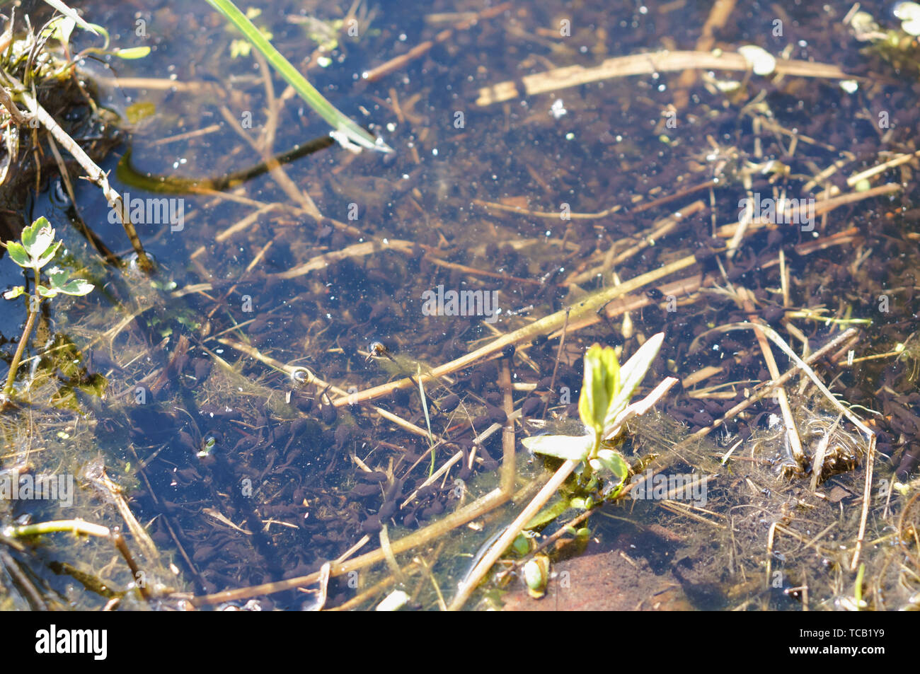 the little tadpoles in the pond, the larva of tailless amphibian Stock Photo
