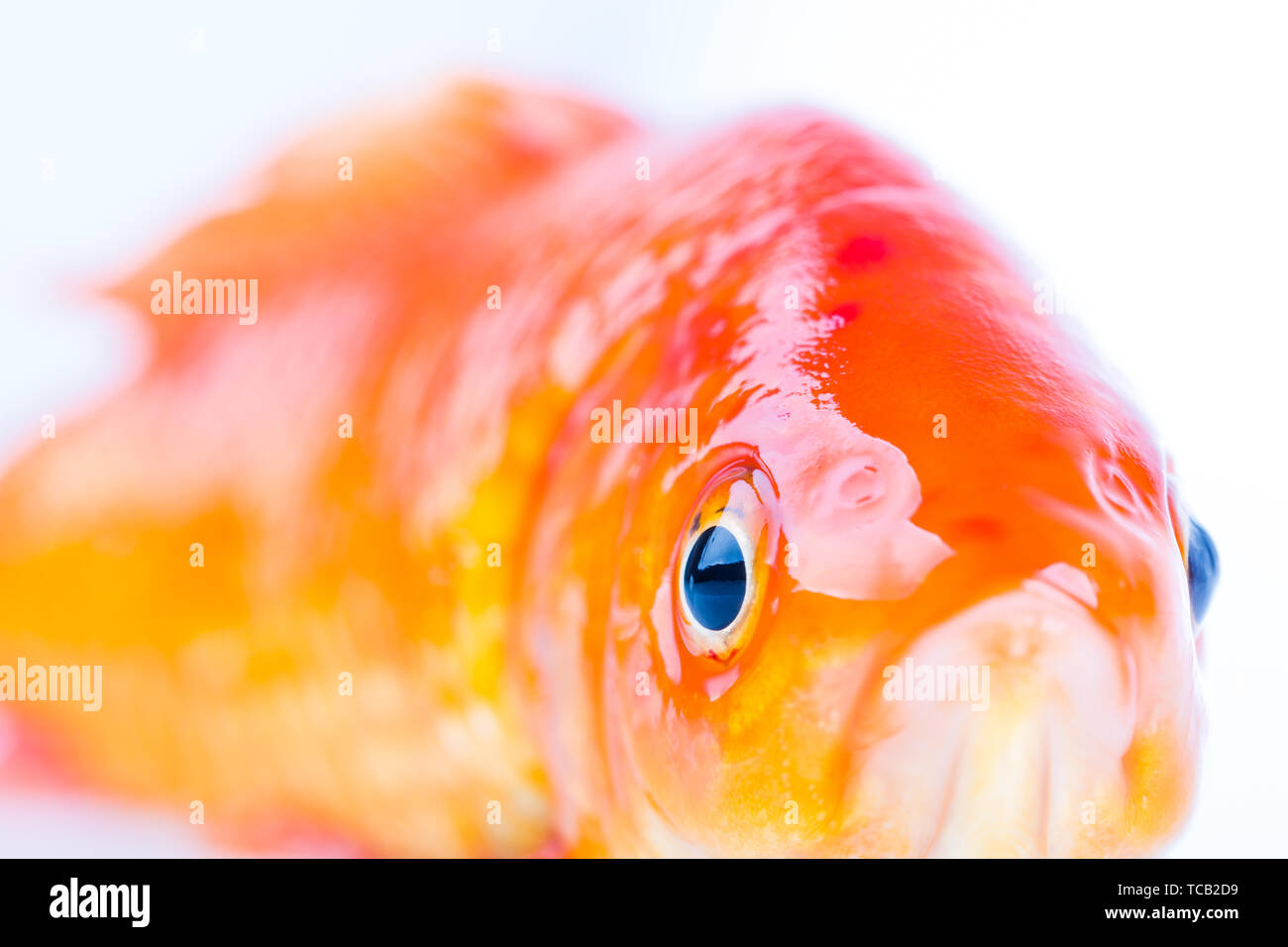 Goldfish eyes, closeup Stock Photo Alamy