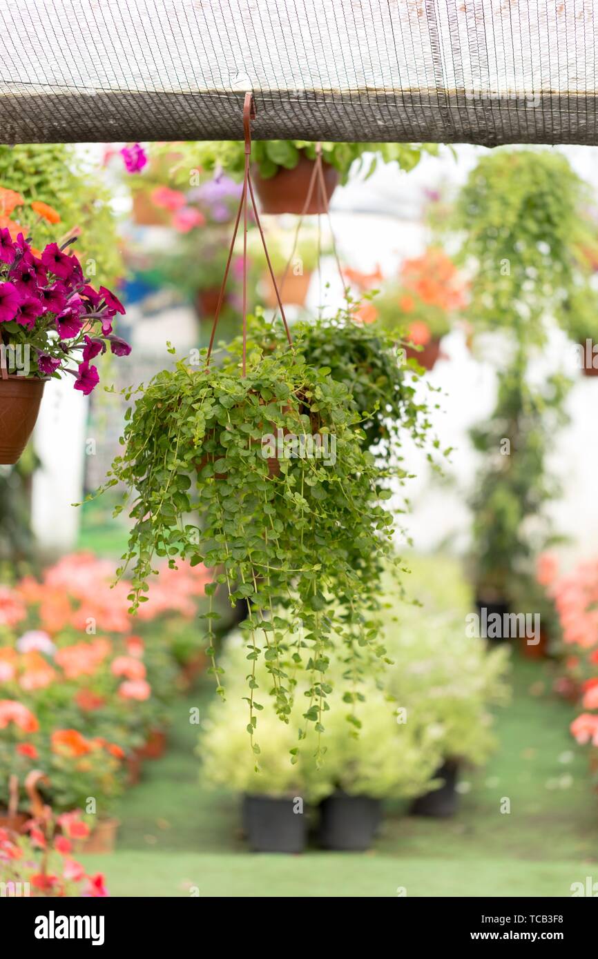 Different Kind Of Flowers And Plants In Pots Hanging At A Botanical Garden In Greenhouse Stock Photo Alamy