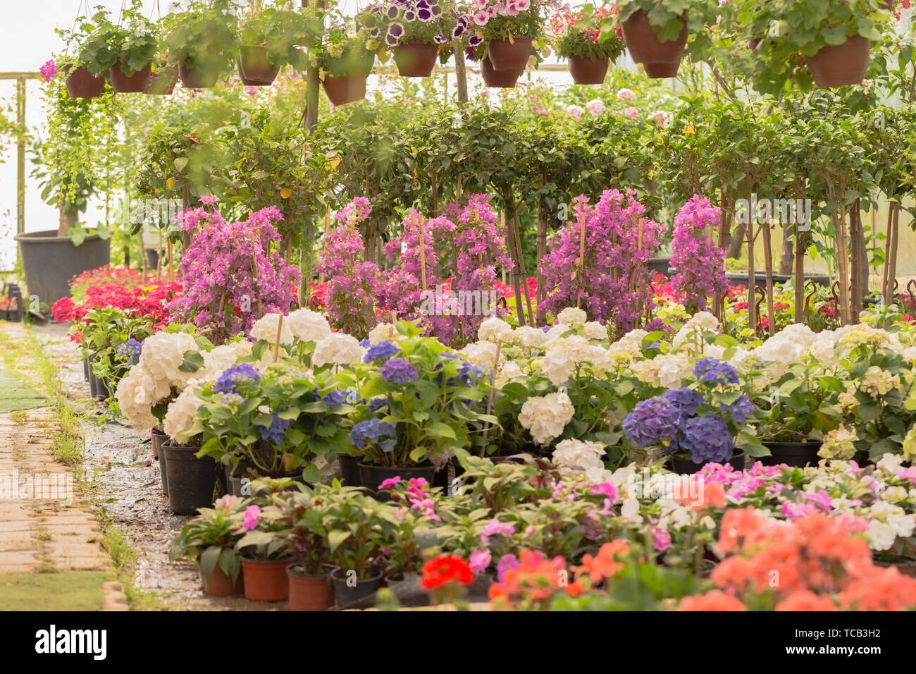 Different Kind Of Flowers And Plants In Pots Plastic Bags Or Chests At A Botanical Garden In Greenhouse Stock Photo Alamy