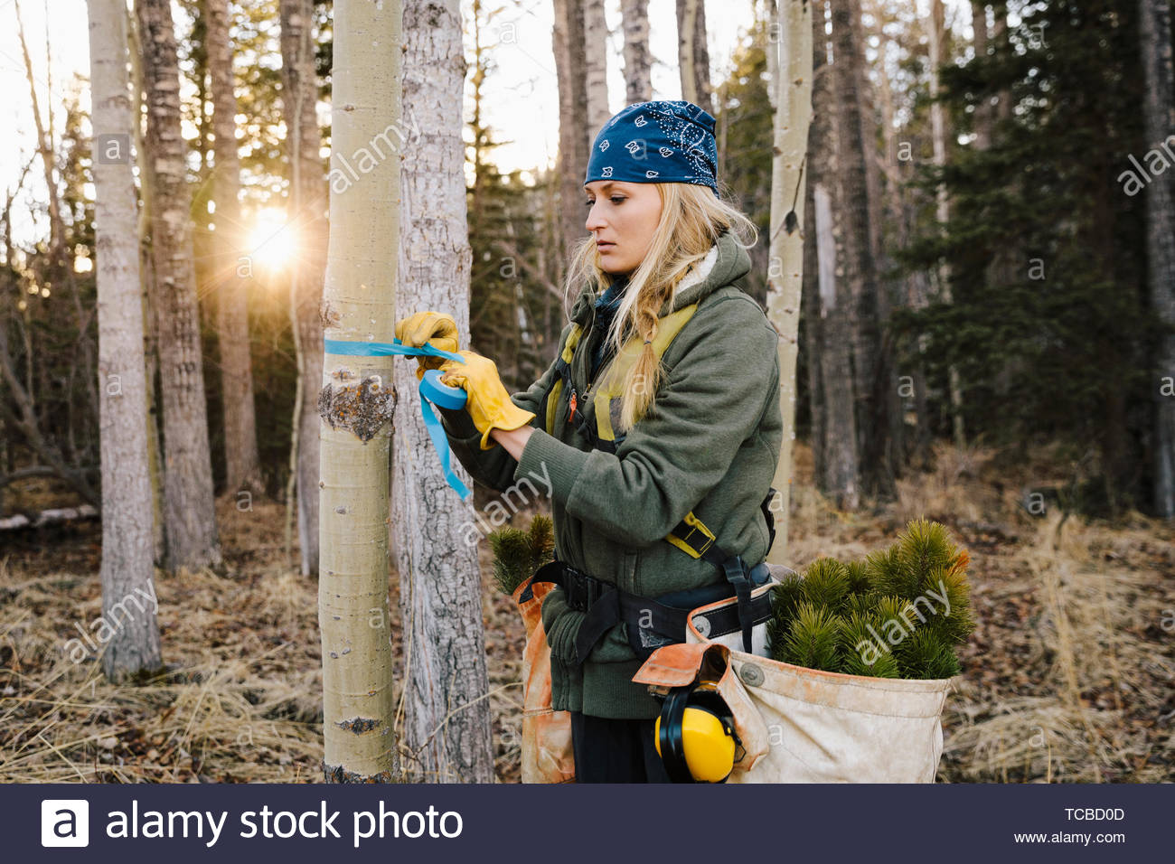 Female volunteer planting and taping trees in woods Stock Photo
