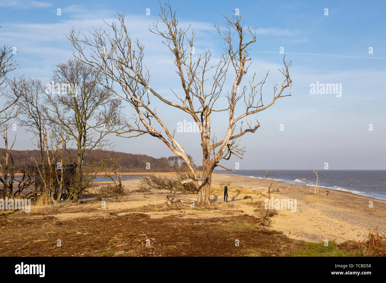 Benacre national nature reserve, North Sea coast, Suffolk, England, UK ...
