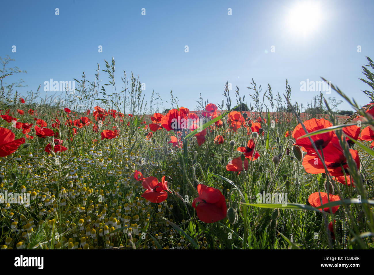 Tilbury Essex UK. A field of Poppies poignantly comes in to bloom on the 75th anniversary of the D-Day Landings. Stock Photo