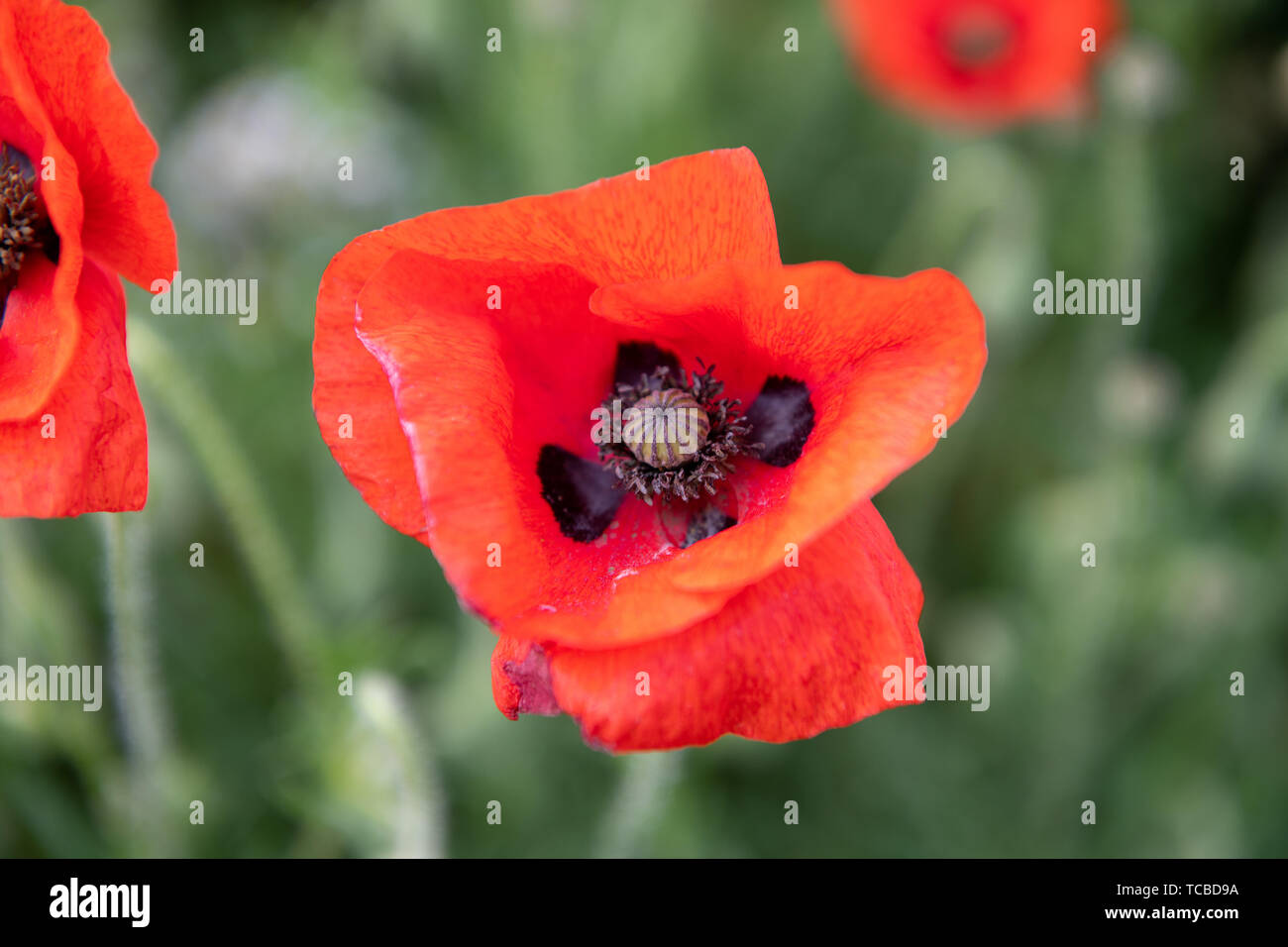 Tilbury Essex UK. A field of Poppies poignantly comes in to bloom on the 75th anniversary of the D-Day Landings. Stock Photo