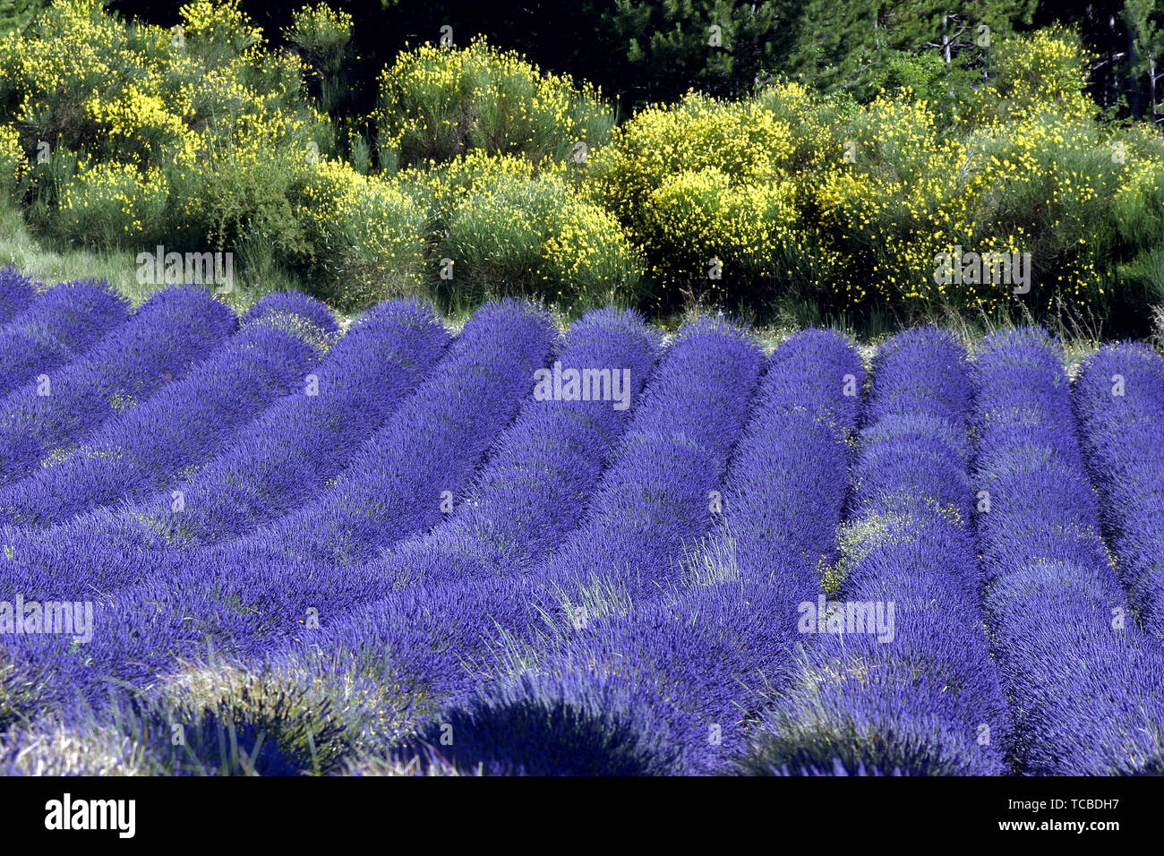 Lavender field in Aurel, Vaucluse France Stock Photo