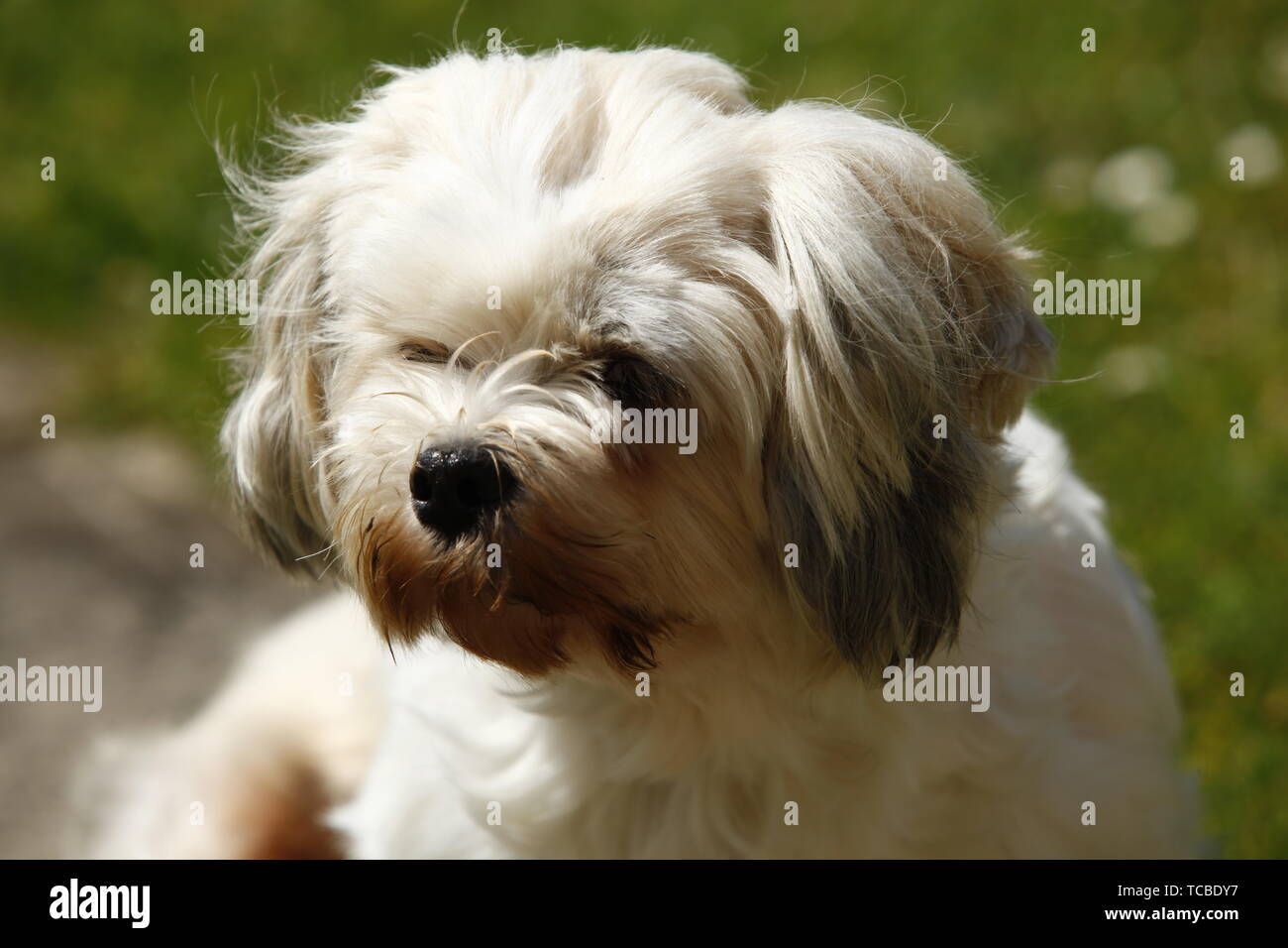 10 things about lhasa Apso  Lhasa apso dog breed information