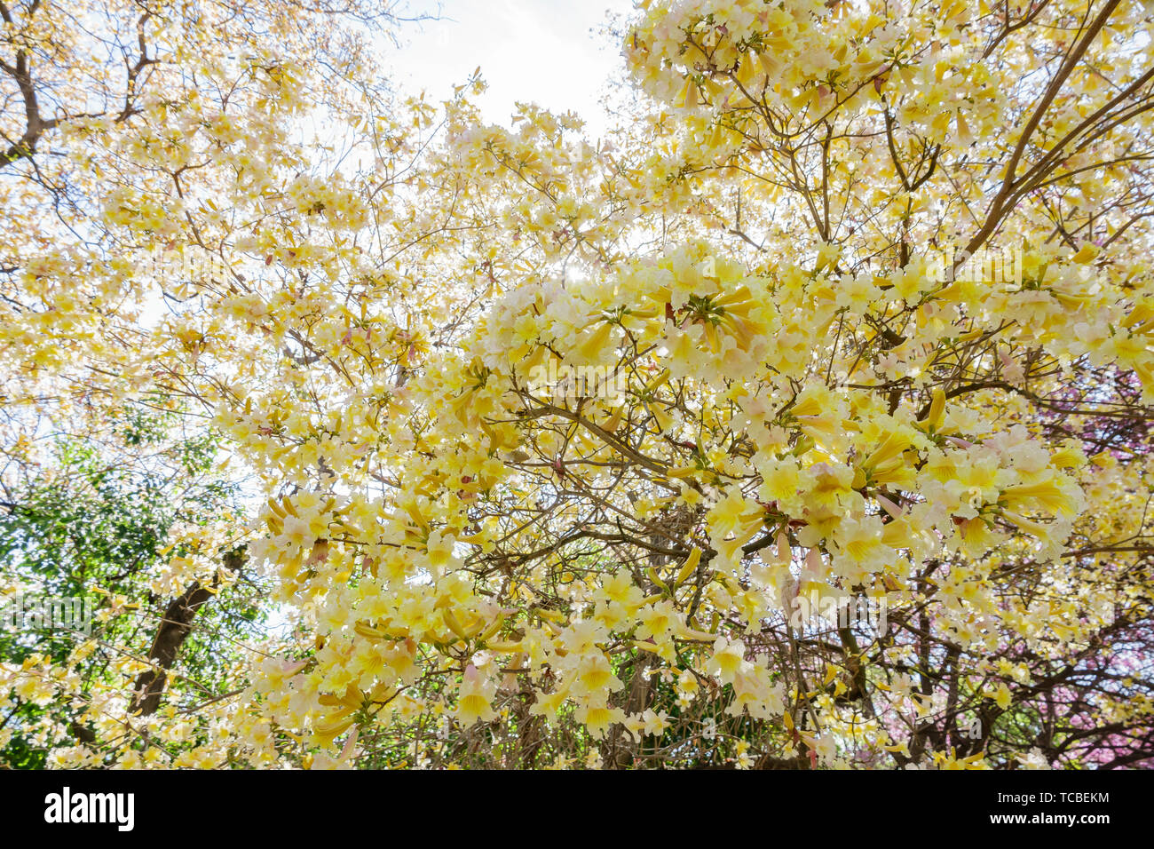 The beautiful yellow Handroanthus chrysotrichus blossom at Los Angeles, California Stock Photo