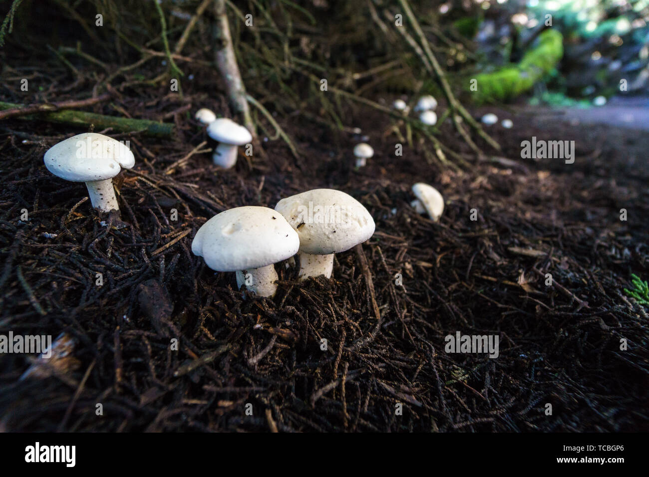 white mushrooms growing in forest canopy Stock Photo