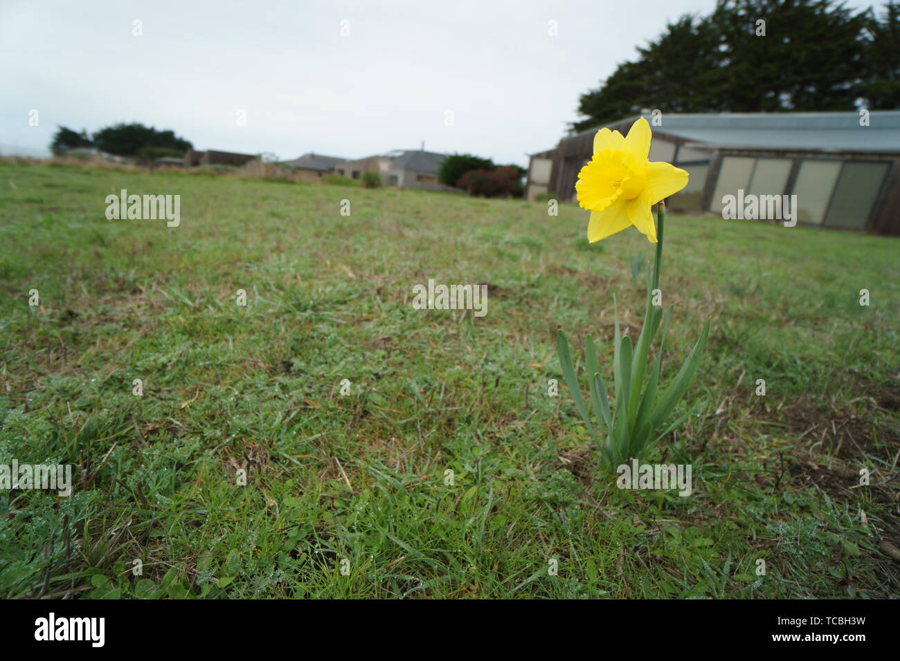 daffodil in front yard Stock Photo Alamy