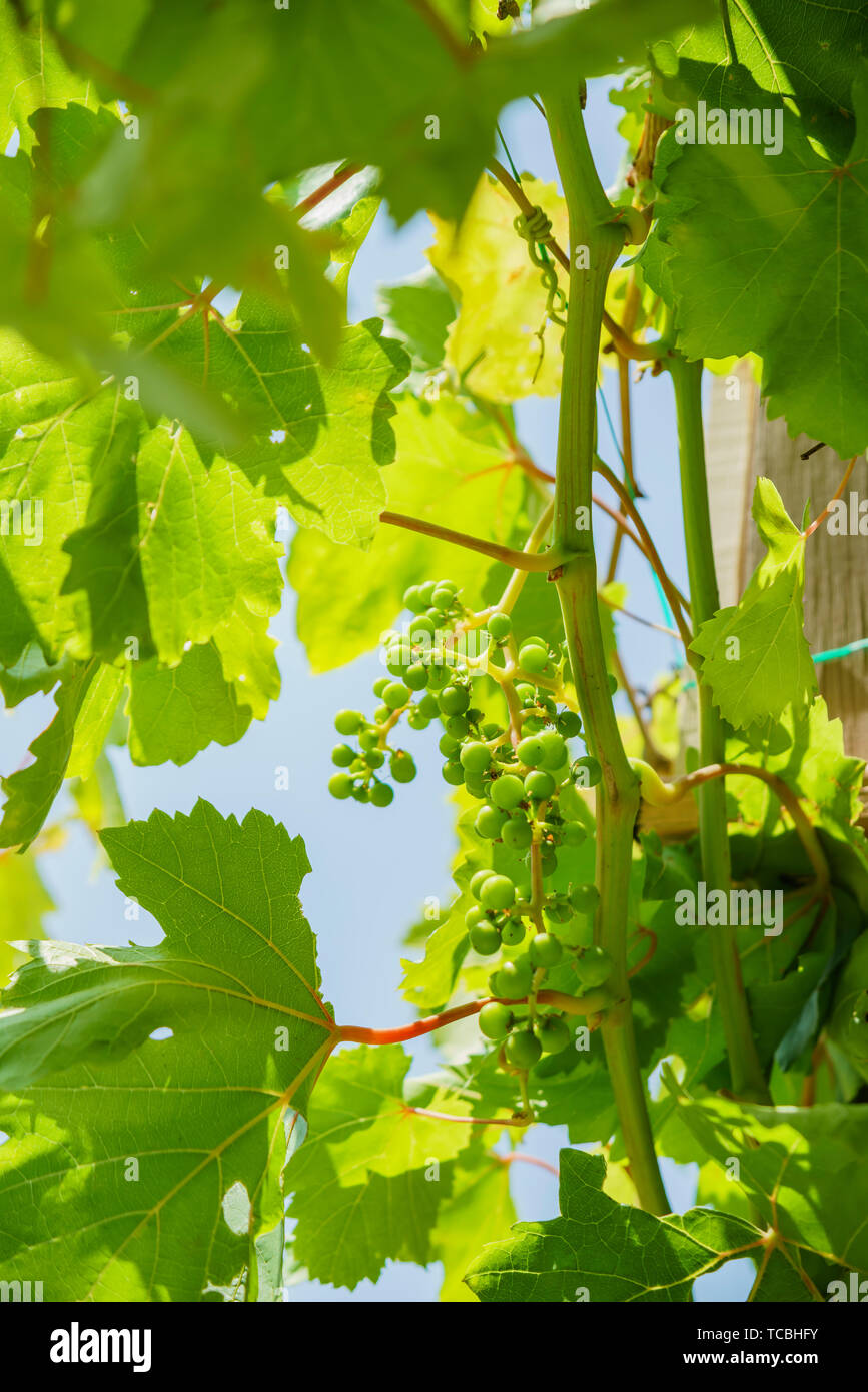 Growing Grapes In A Backyard At Los Angeles California Stock