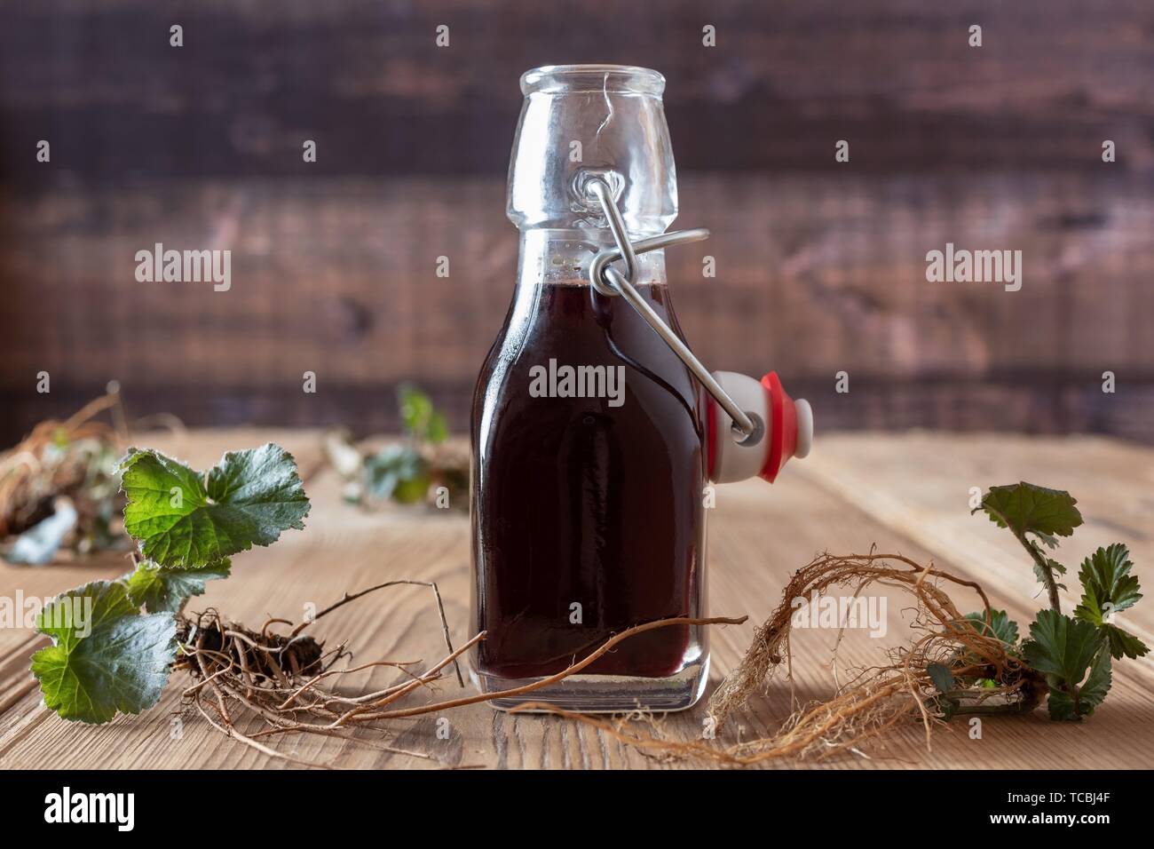 Bottle of red wine in which roots of young Geum urbanum plants have