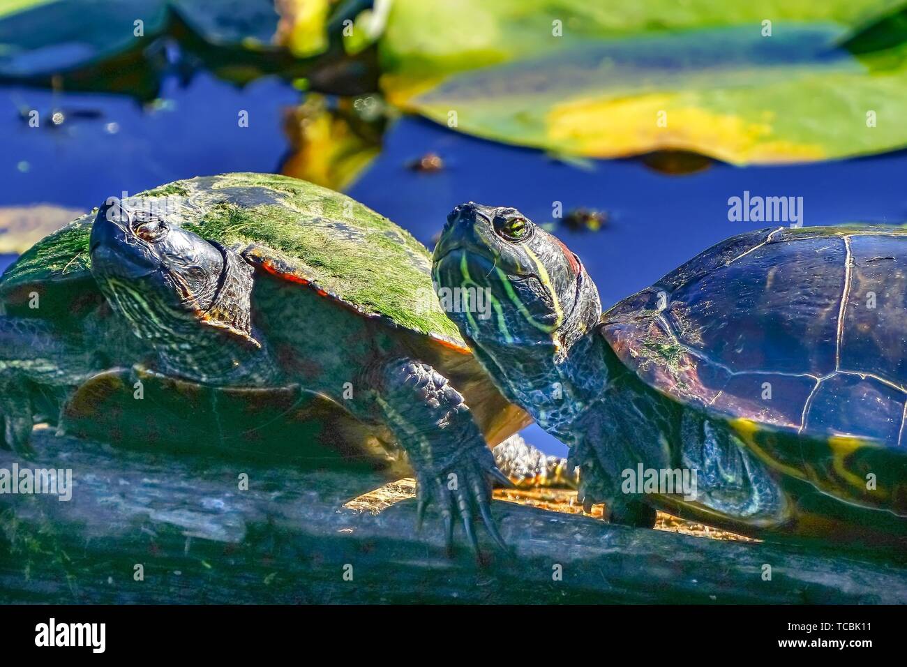Western Painted Turtle Chrysemys picta Green Lily Pads Juanita Bay Park