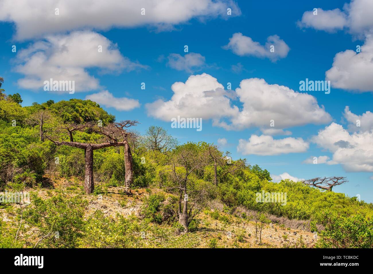 Madagascar baobab trees in hi-res stock photography and images - Alamy