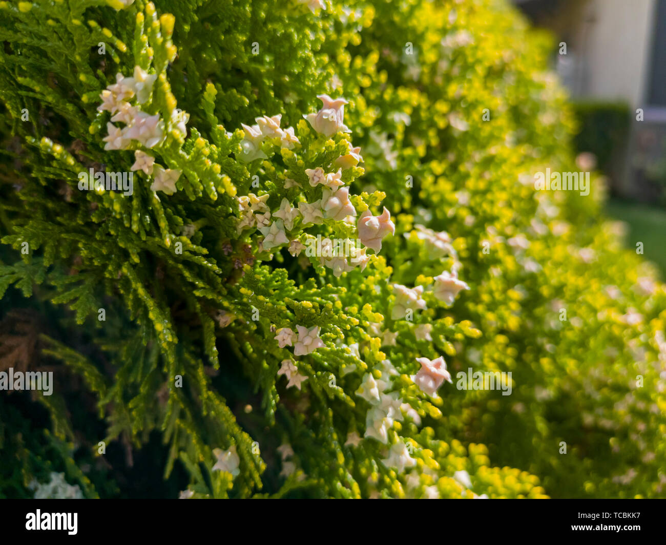 Close up shot of flower blossom of Pinales at Temple City, California Stock Photo